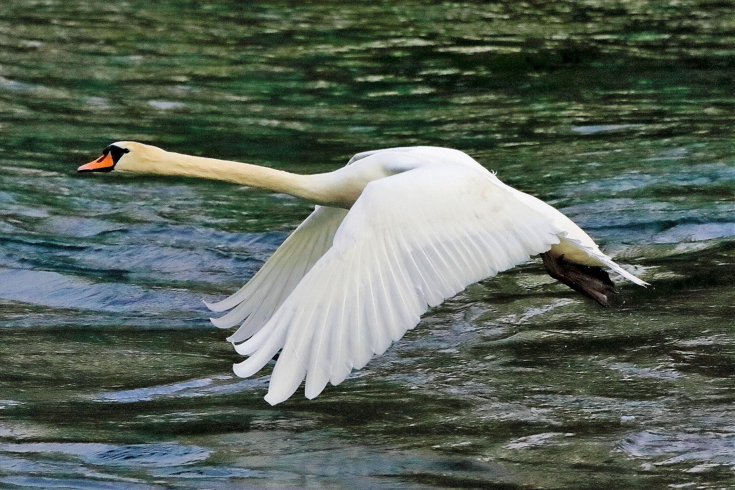 Cigno reale 16 novembre 2022