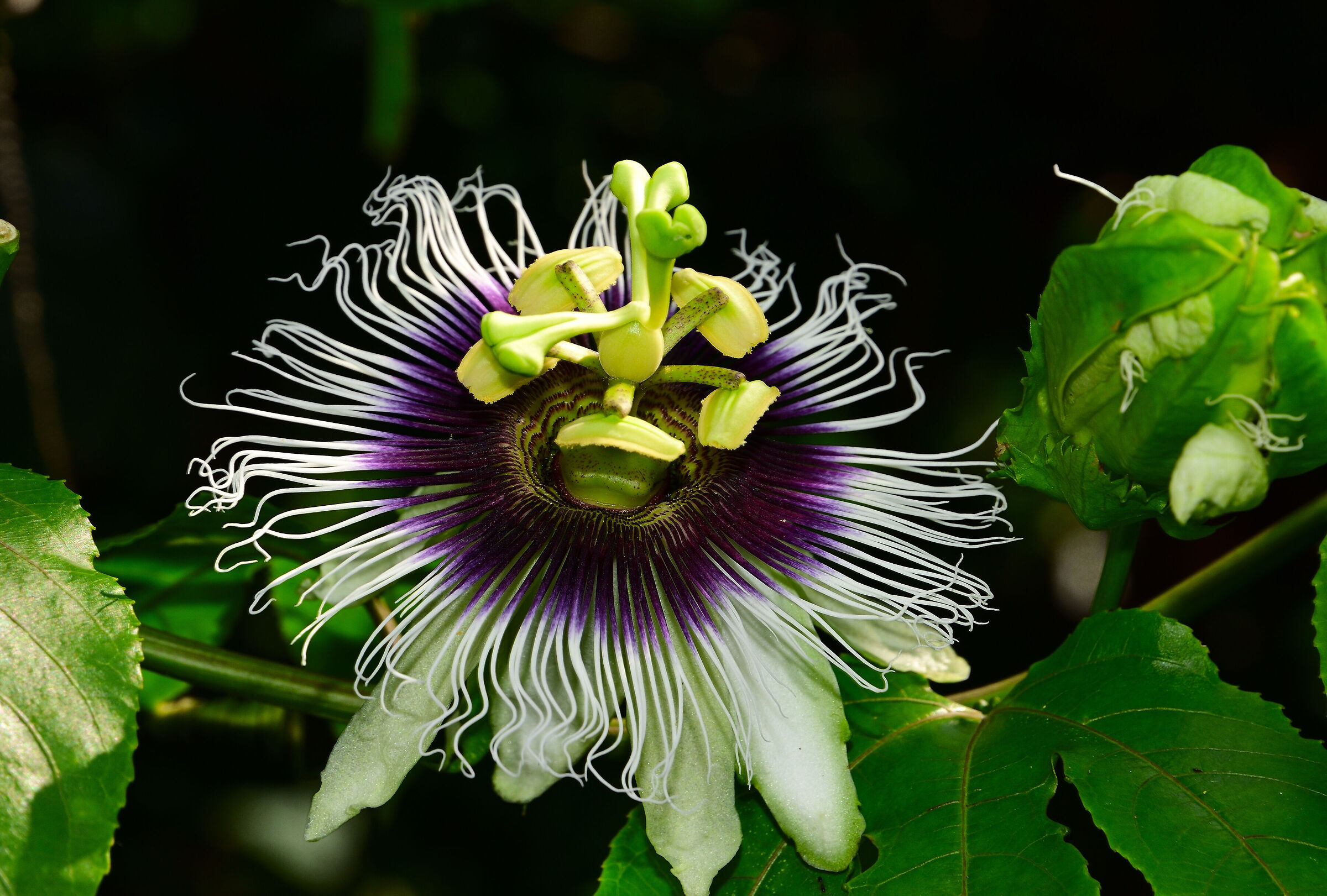 Fiore della passione