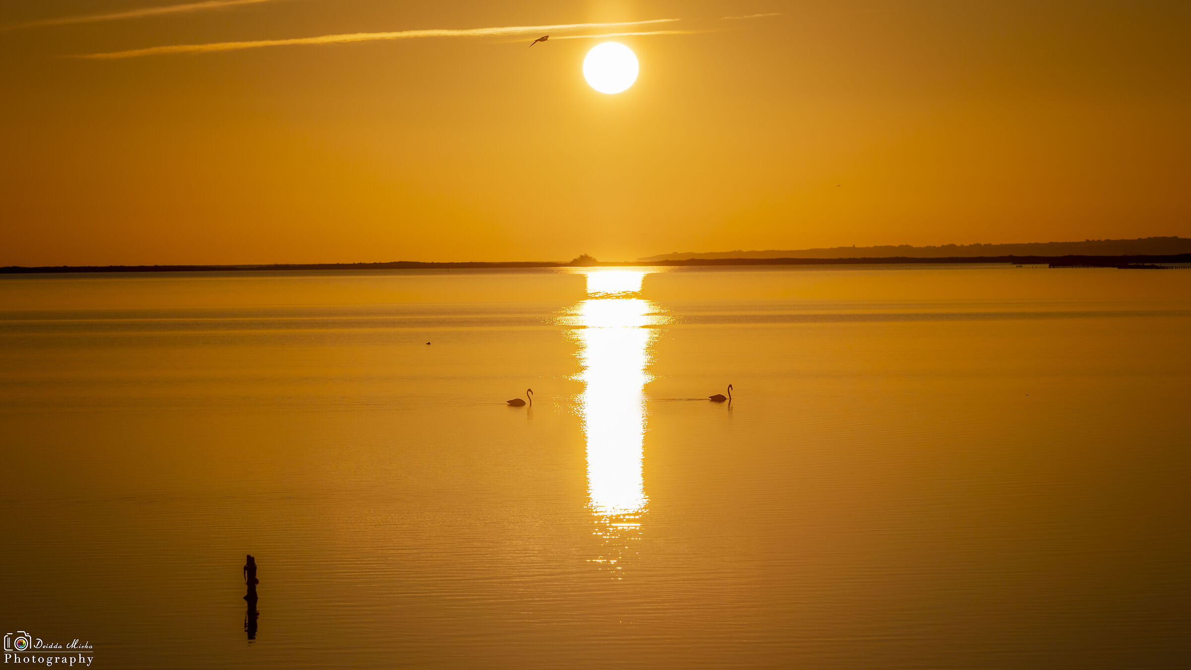 Fenicotteri al tramonto