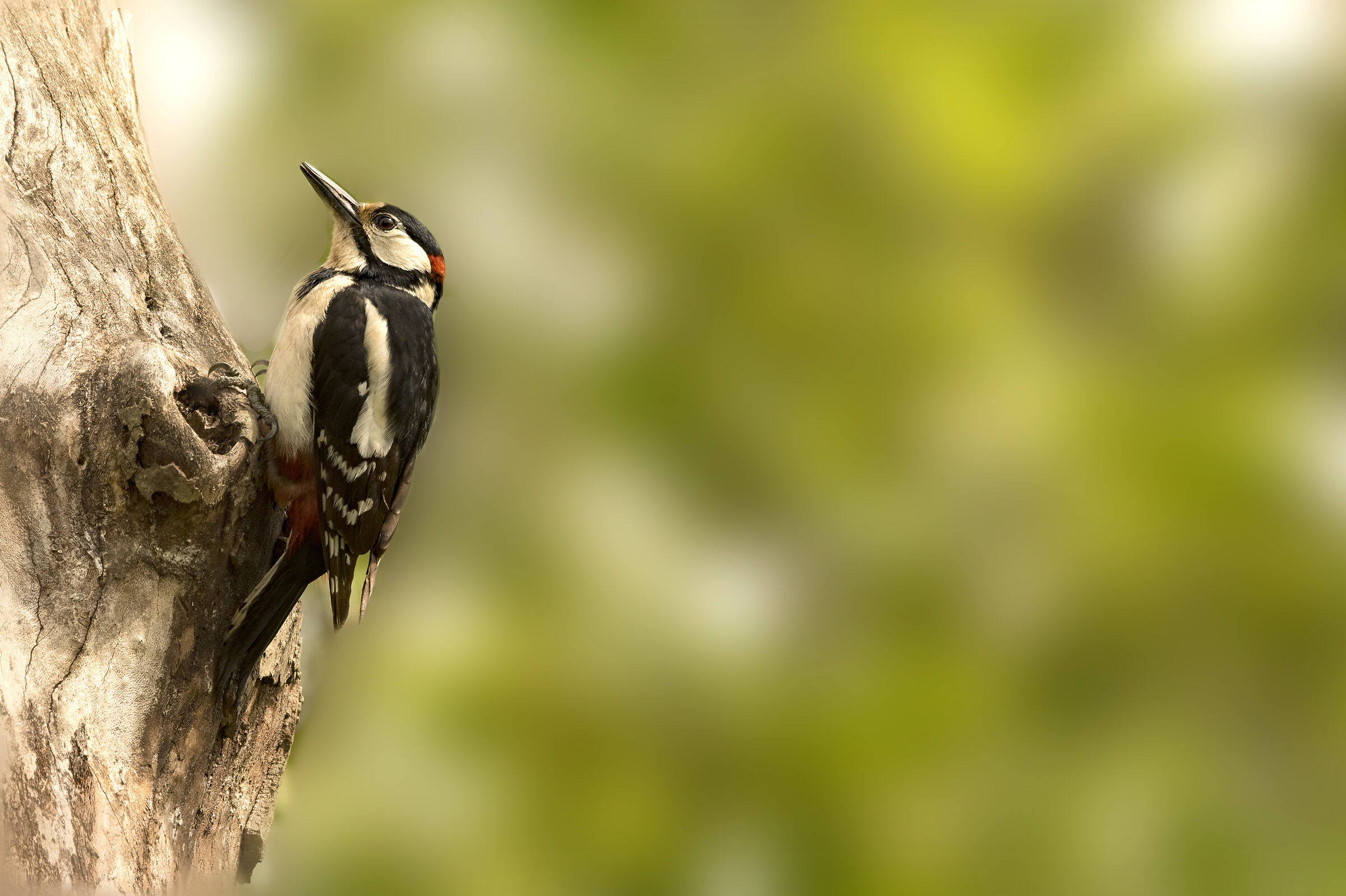 Greater red woodpecker
