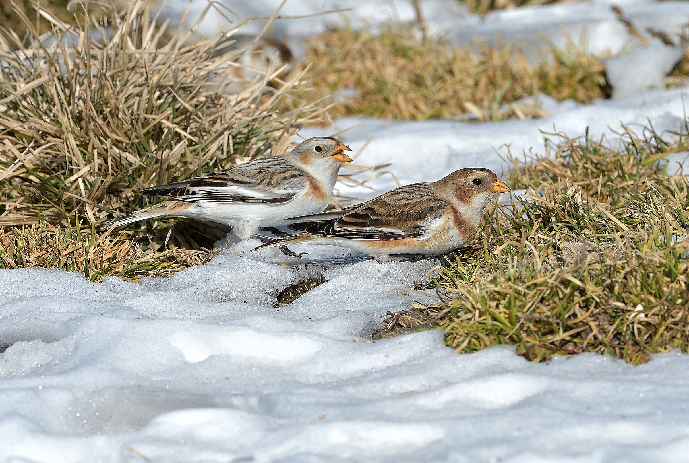 Young and adult snow bunting..
