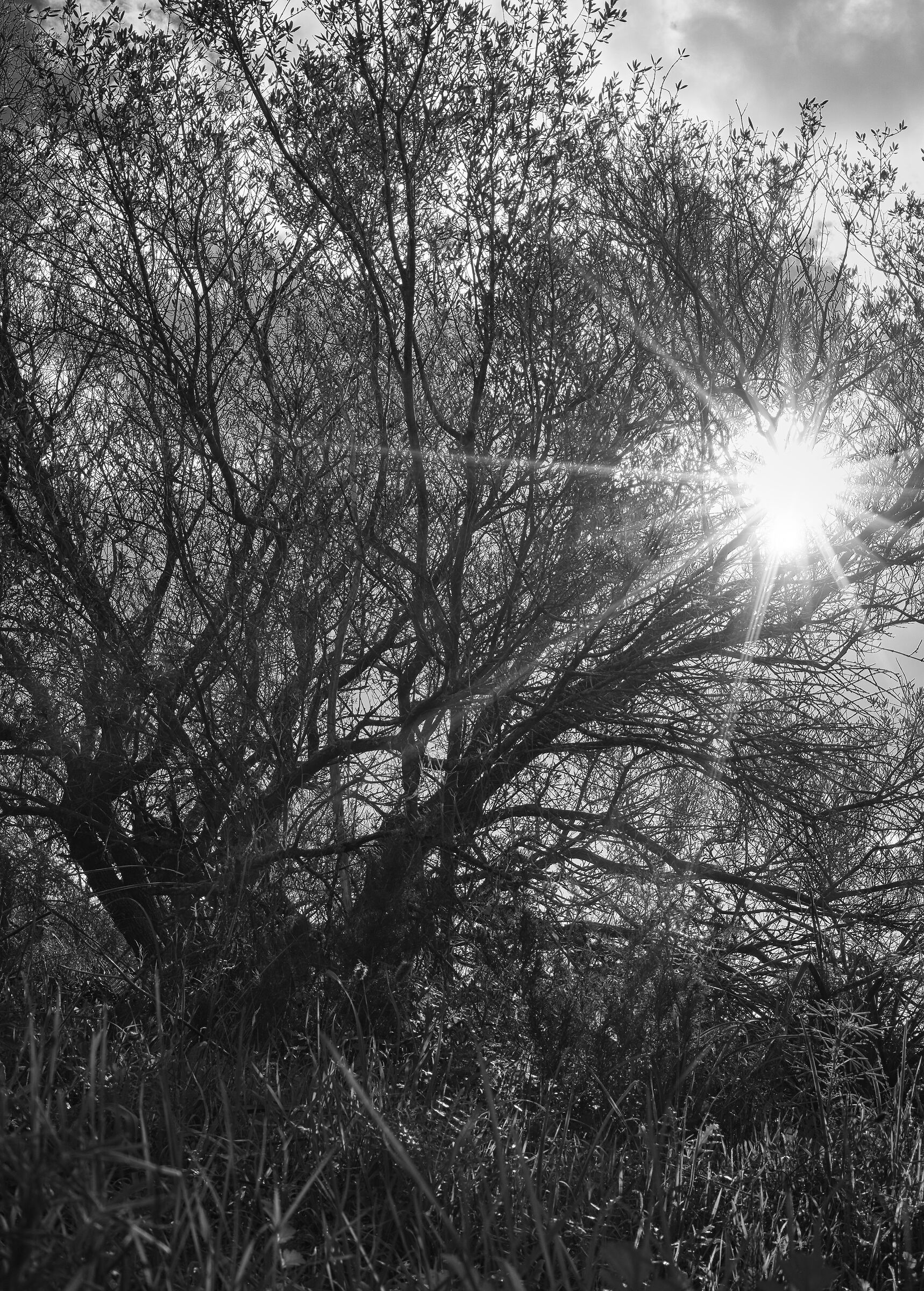 Spiragli tra le fronde