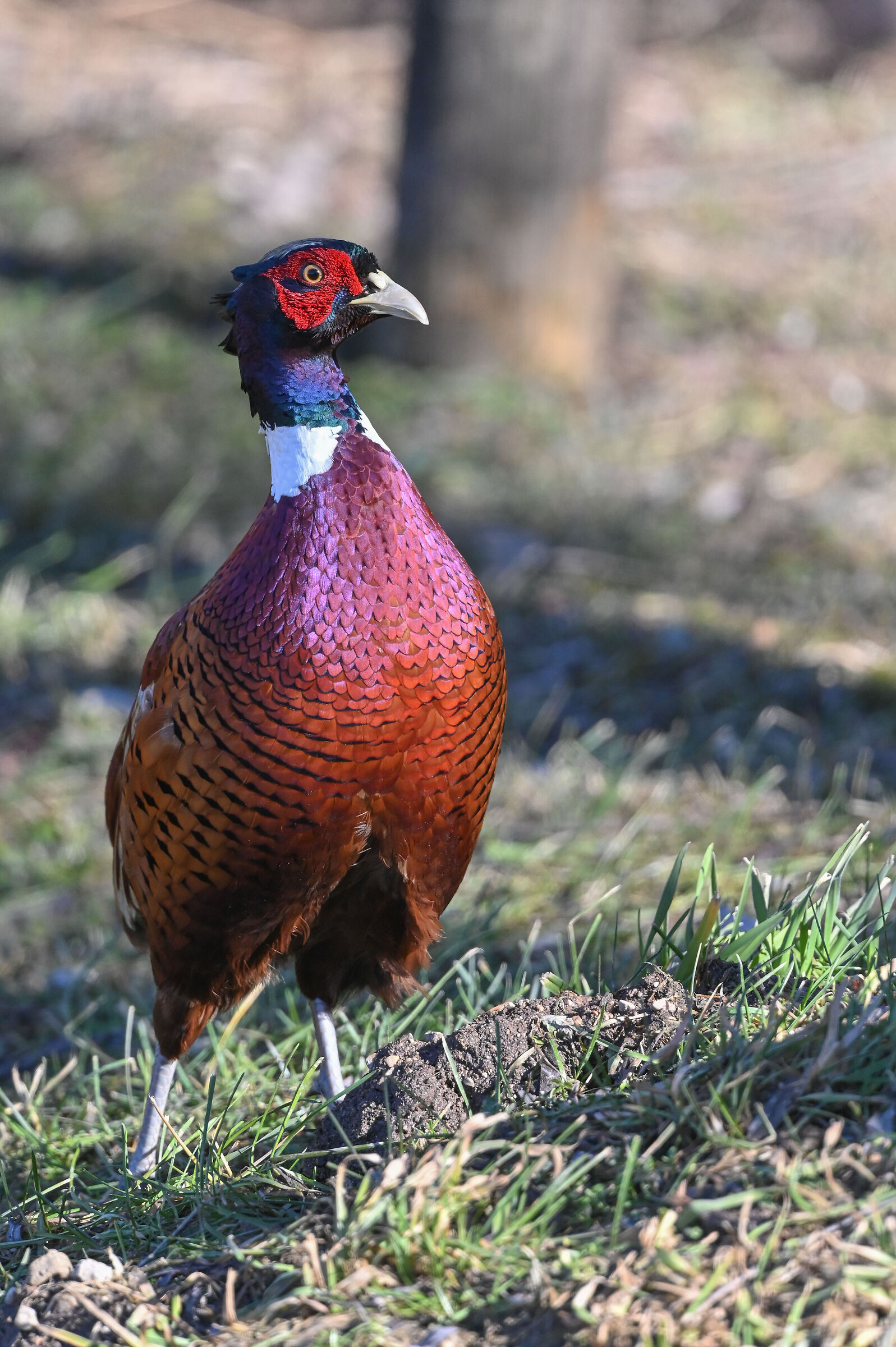 Male pheasant