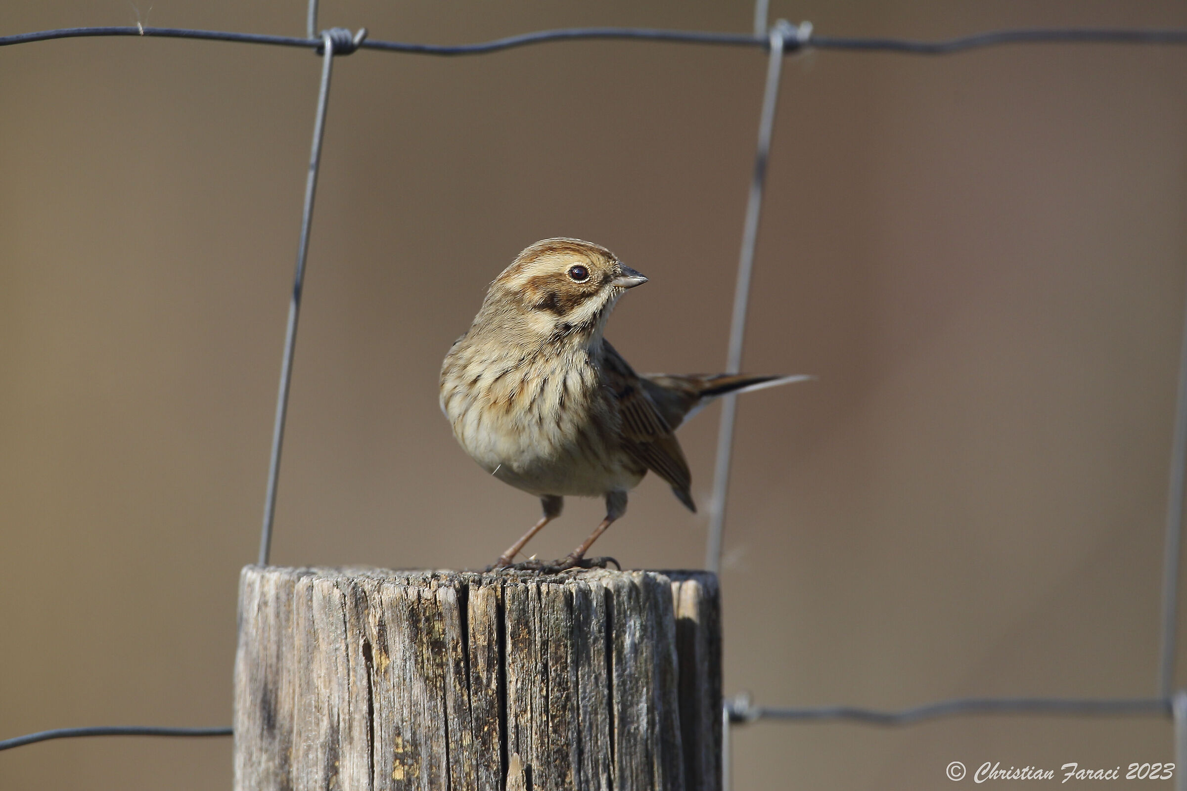 Migliarino di Palude