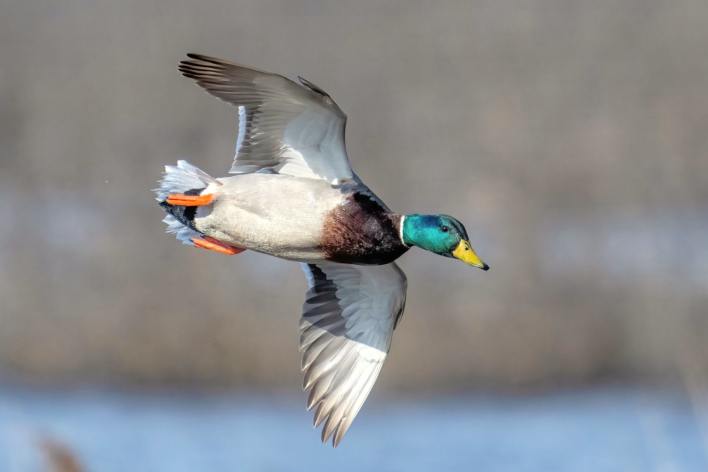 Mallard (Anas platyrhynchos)