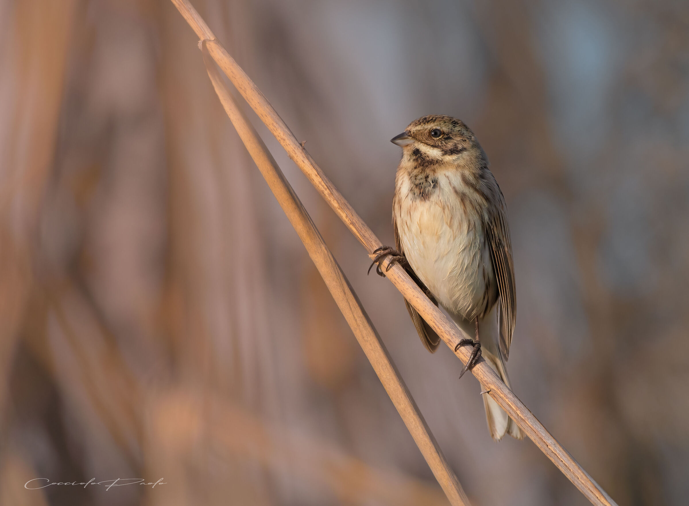 Migliarino di palude