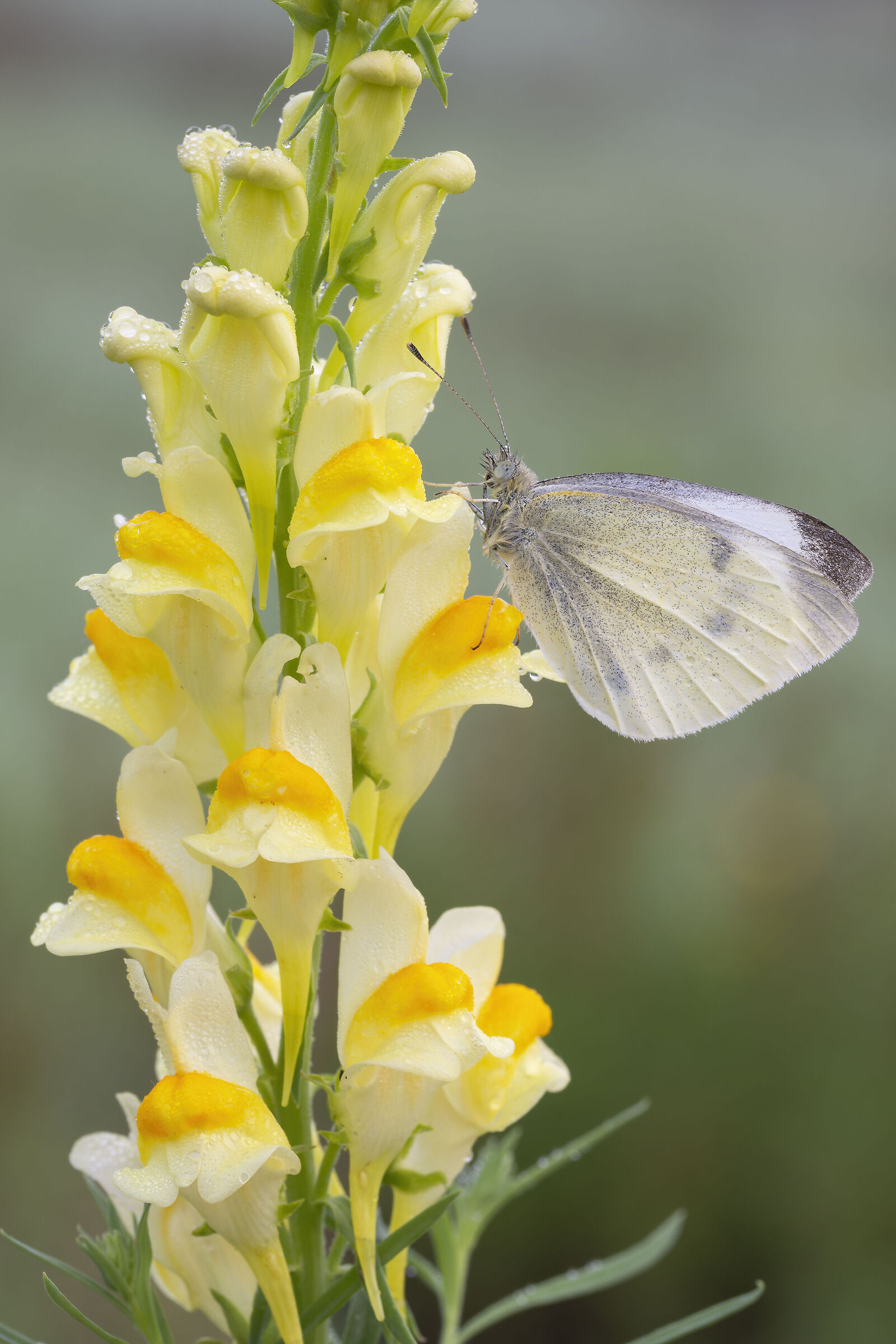 Cabbage on linaria vulgaris.