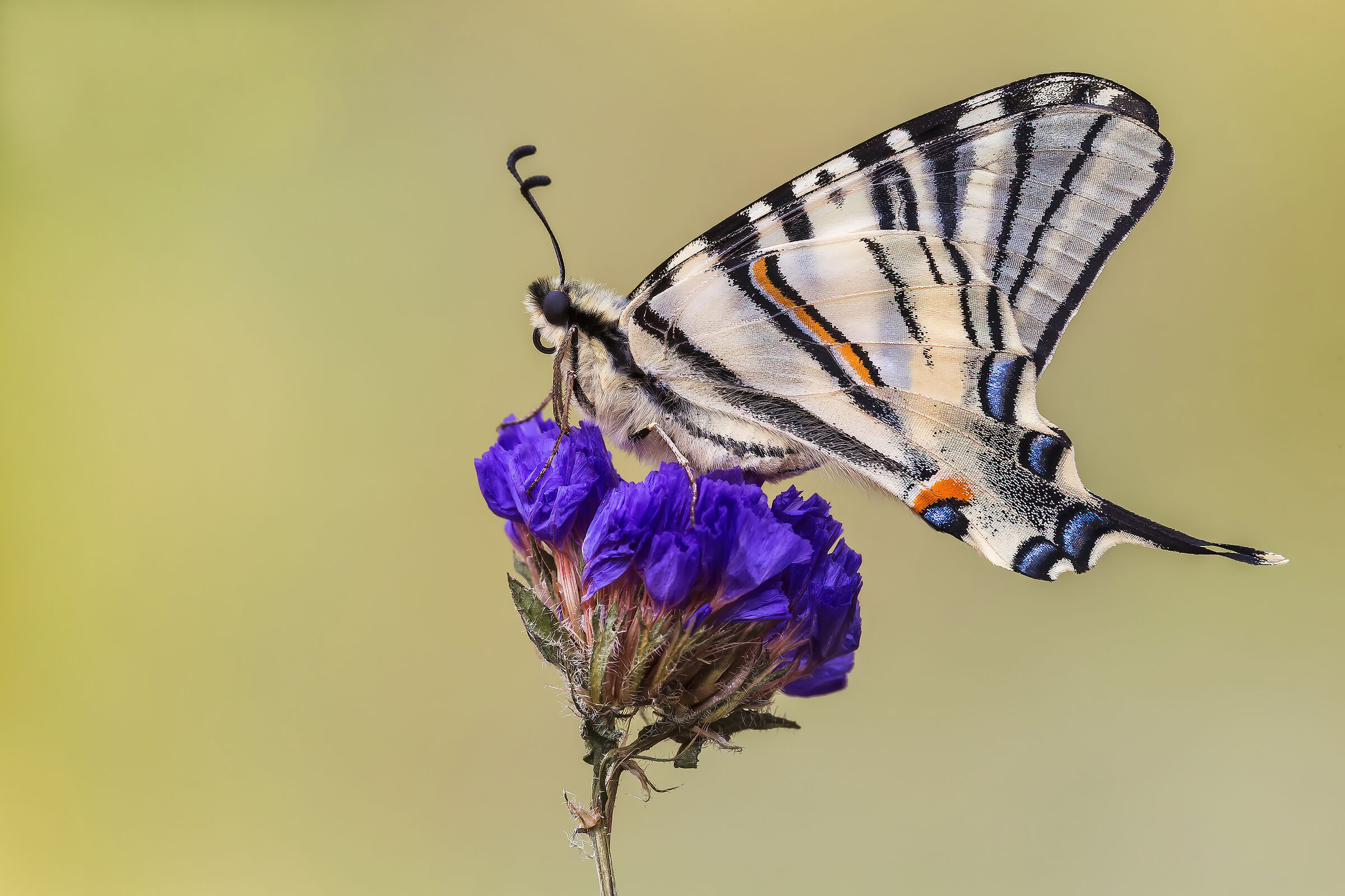 Scarce swallowtail