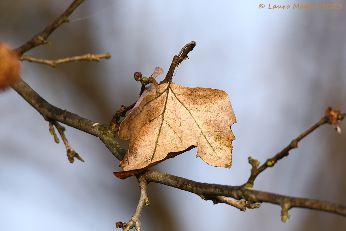 Foglia d'acero (resilienza)