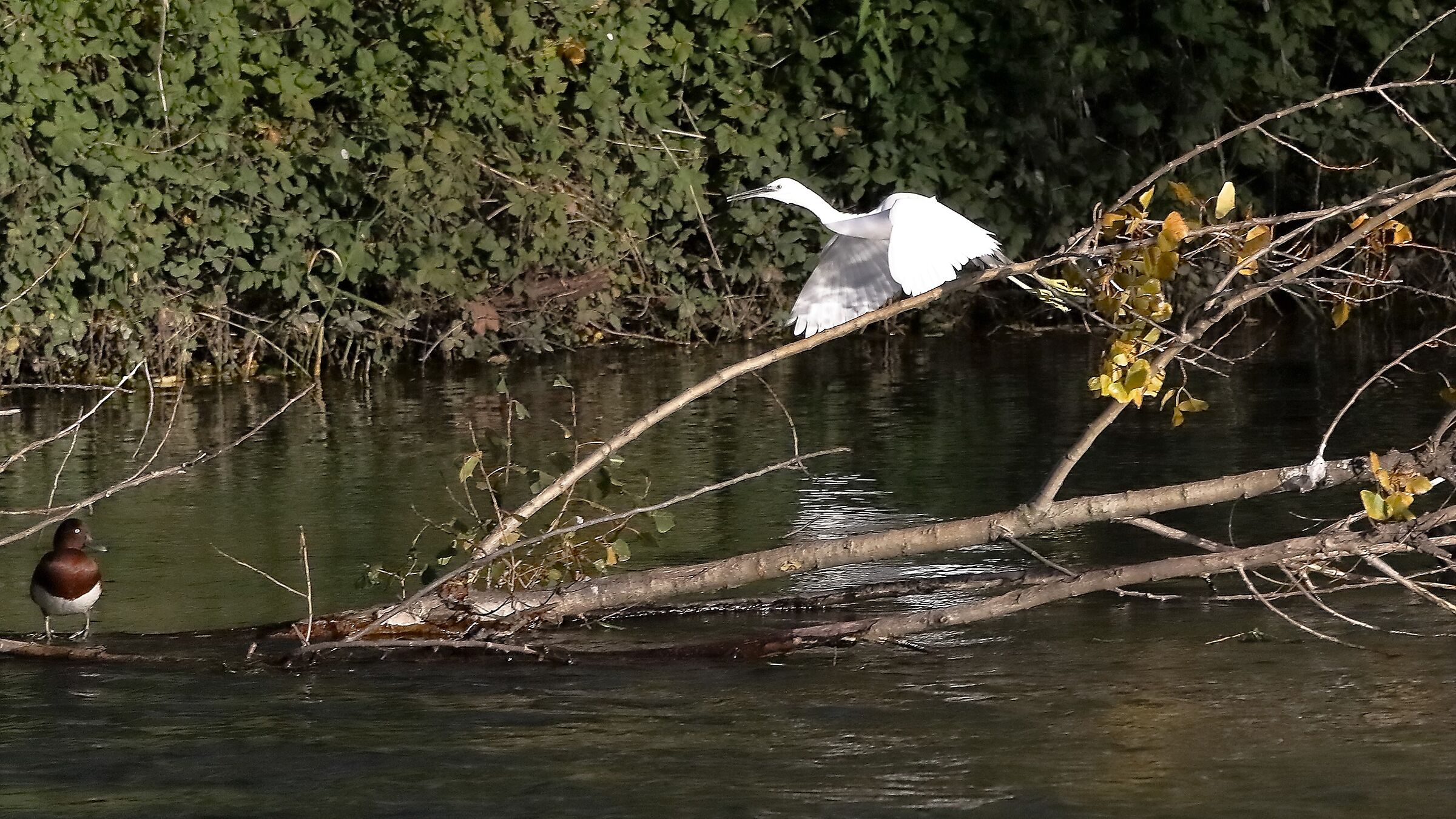 Garzetta 18 novembre 2022