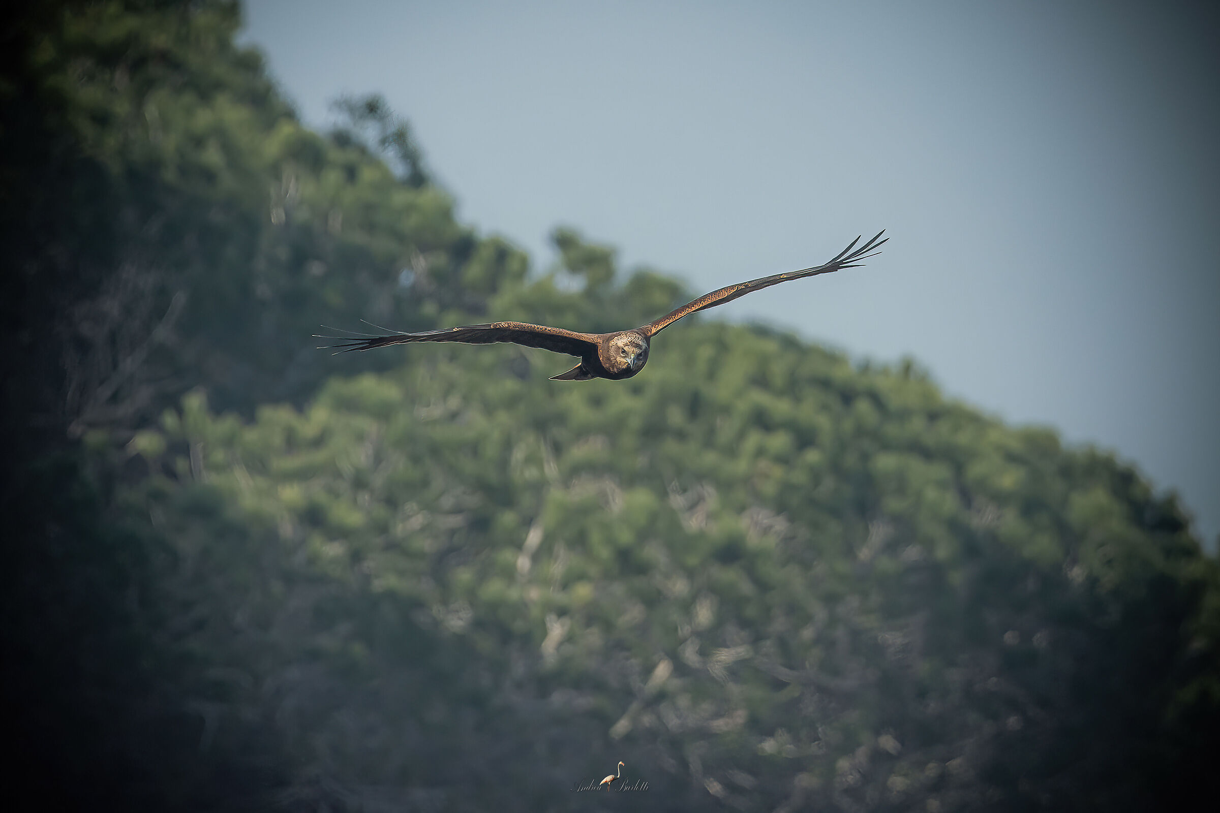 Marsh harrier F.