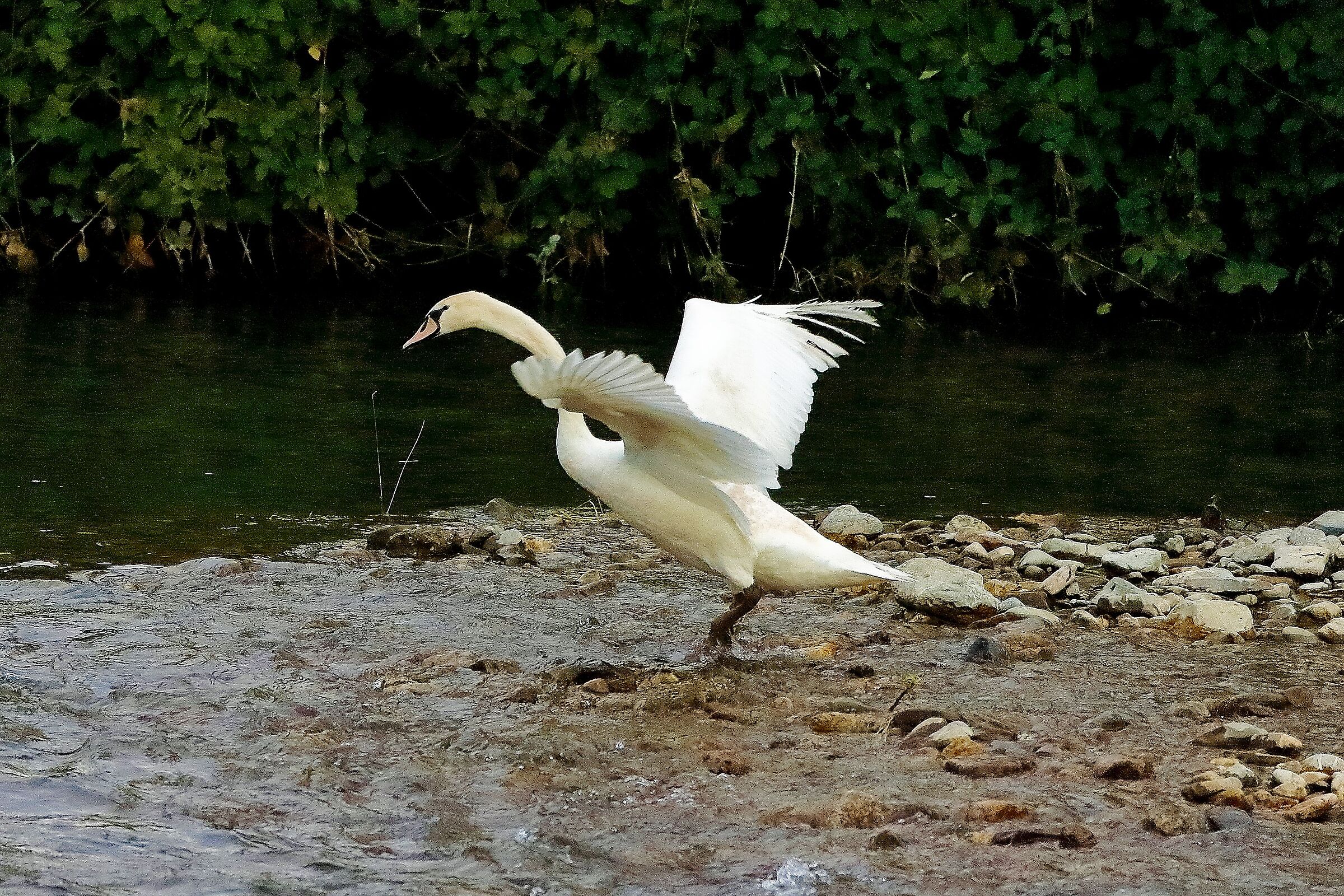 Cigno R 16 novembre 2022