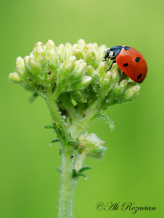 Coccinella Septempunctata