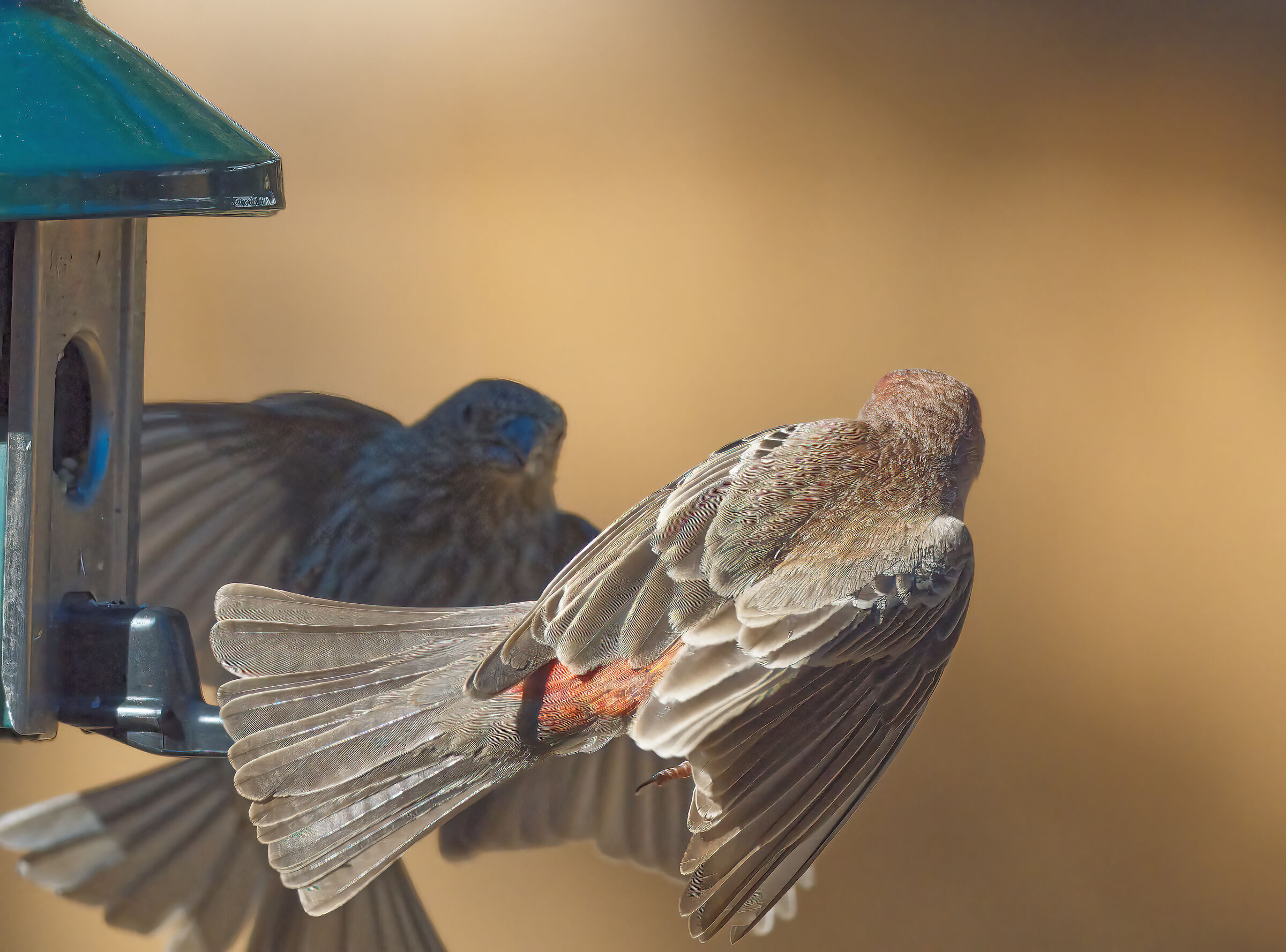 Everybody wants seeds