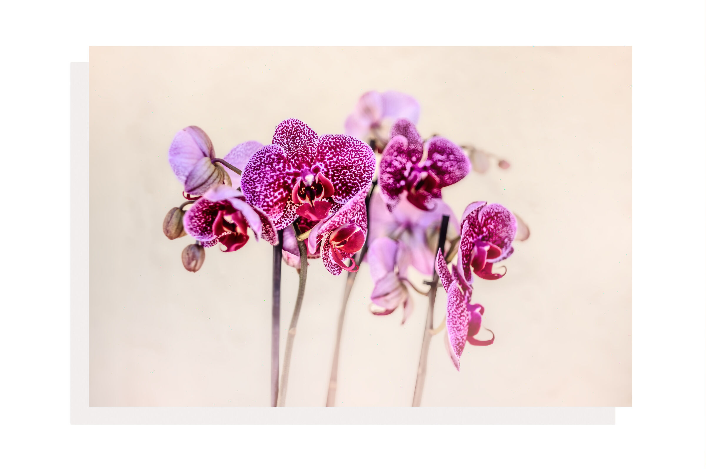 Orchids