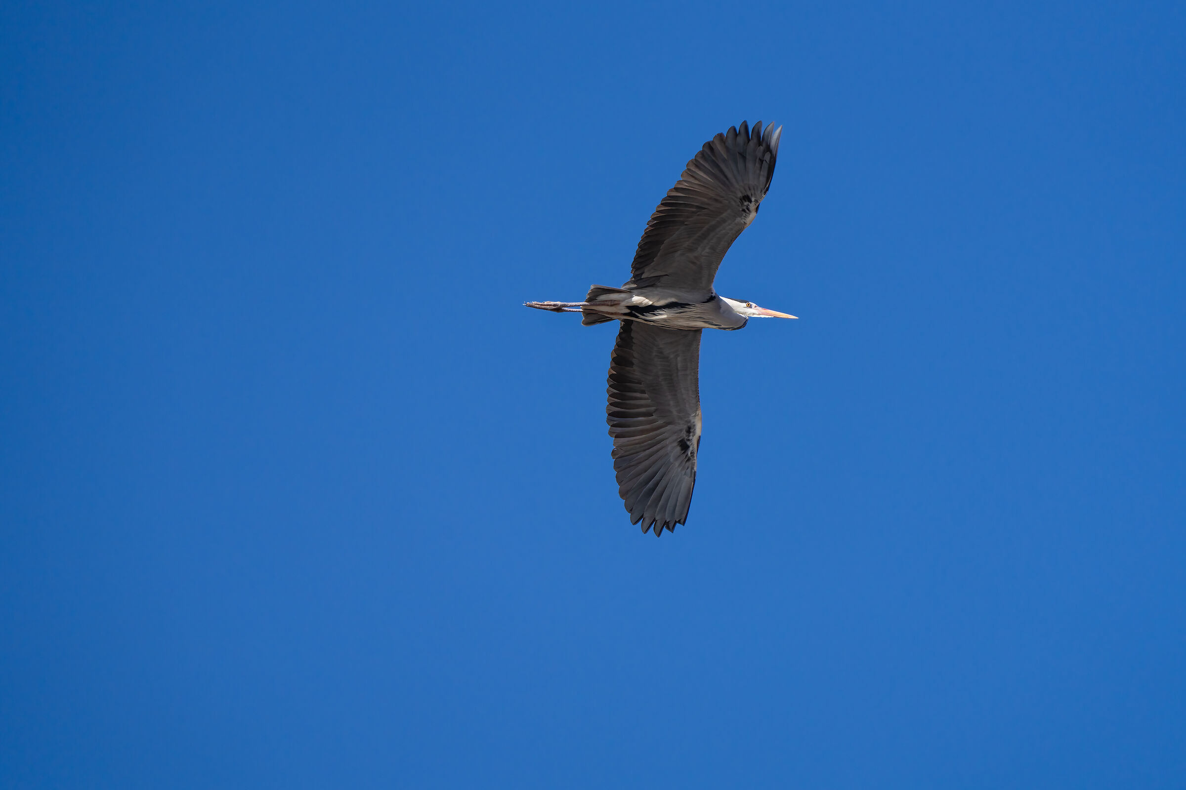 Airone Sony A7rV Cenerino