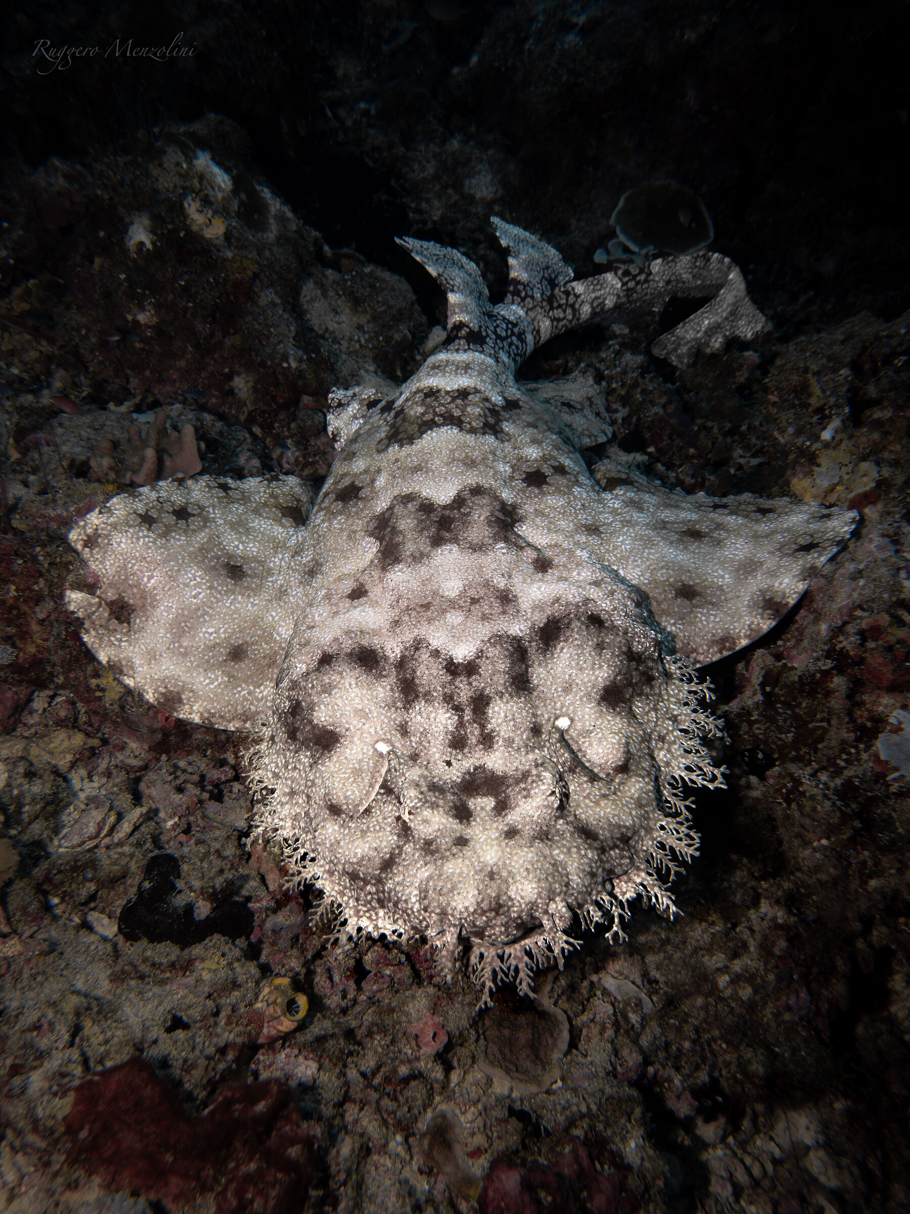 Tessellated carpet shark