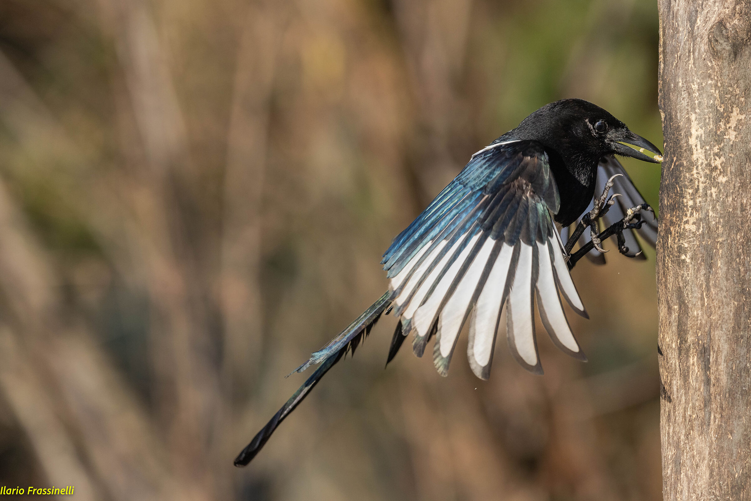 Pica-pica magpie
