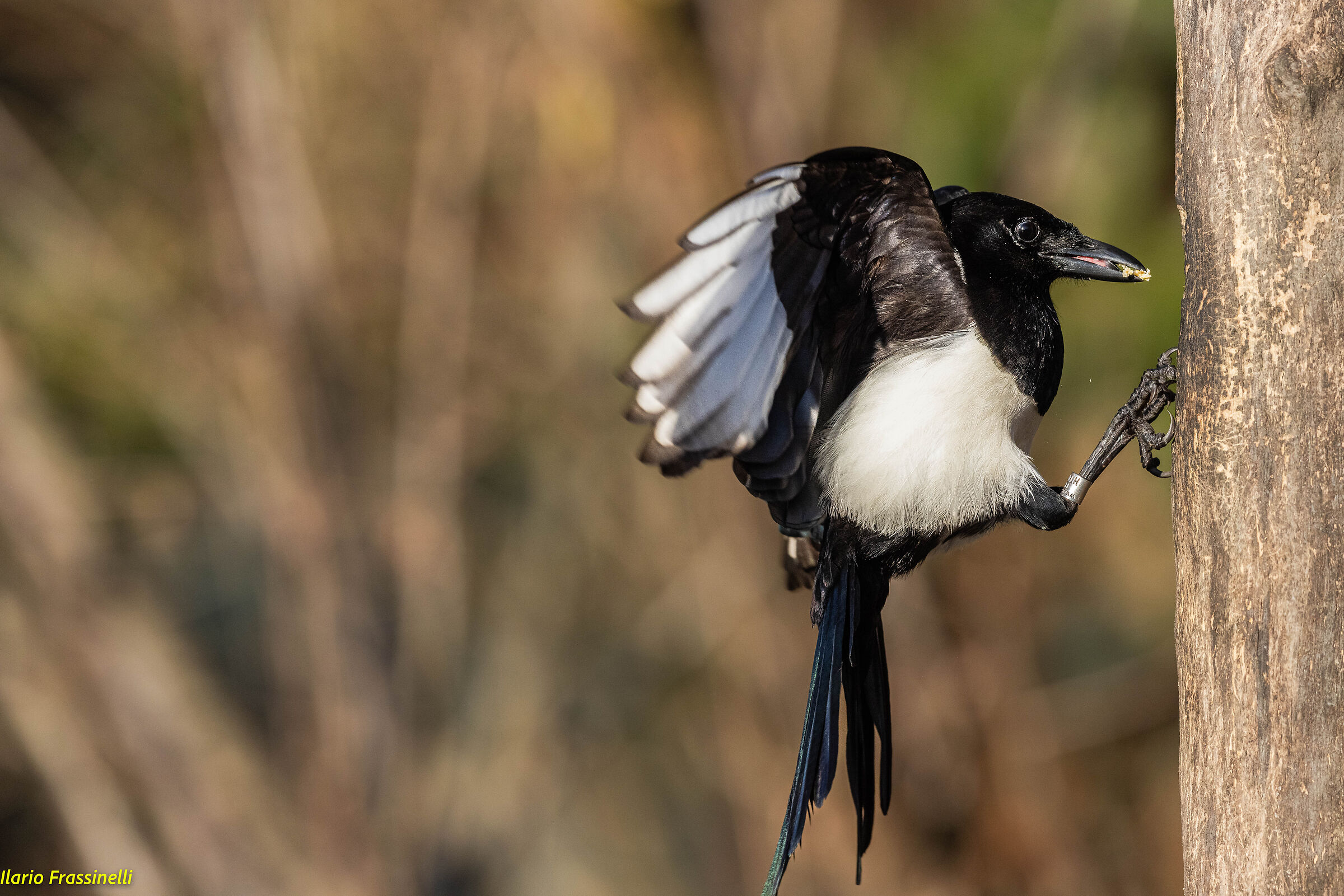 Pica-pica magpie