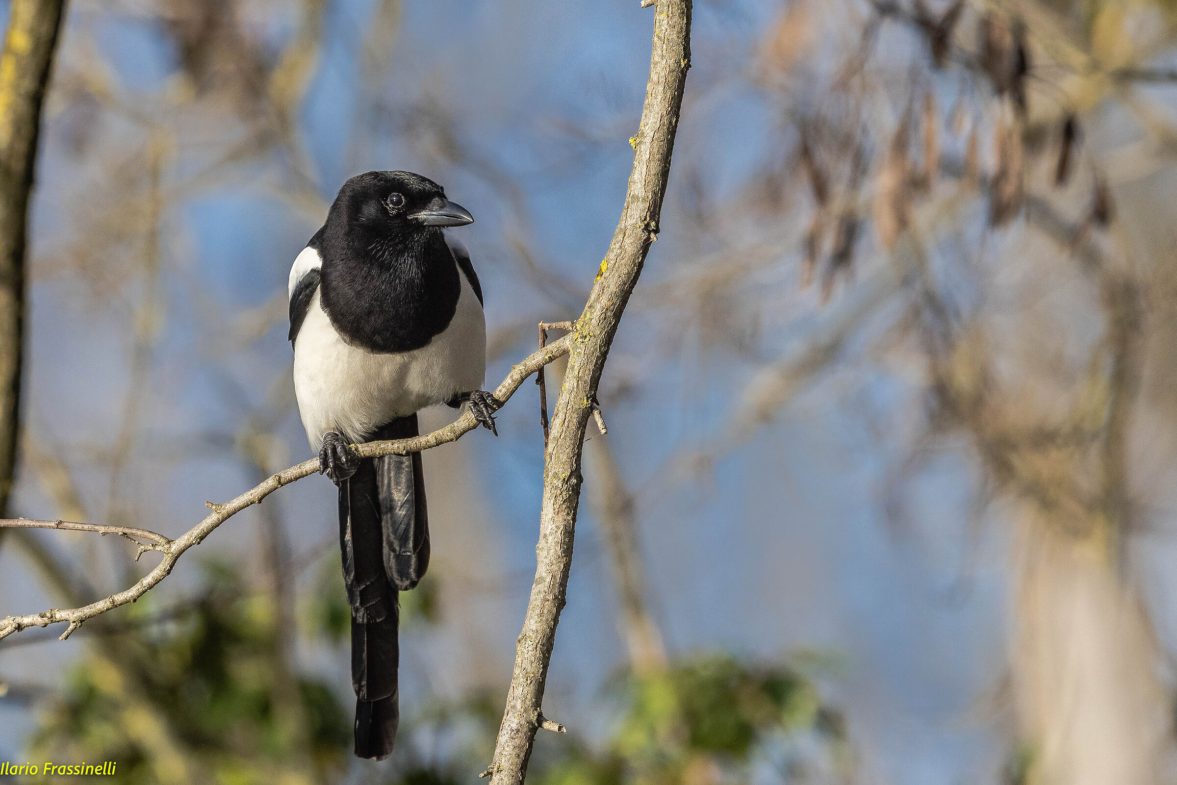 Pica-pica magpie