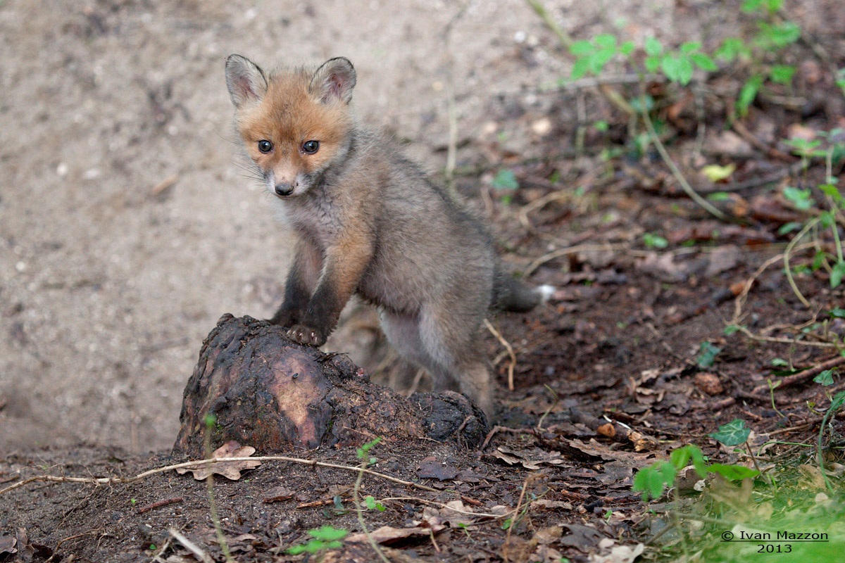 Fox Pup (Vulpes vulpes)
