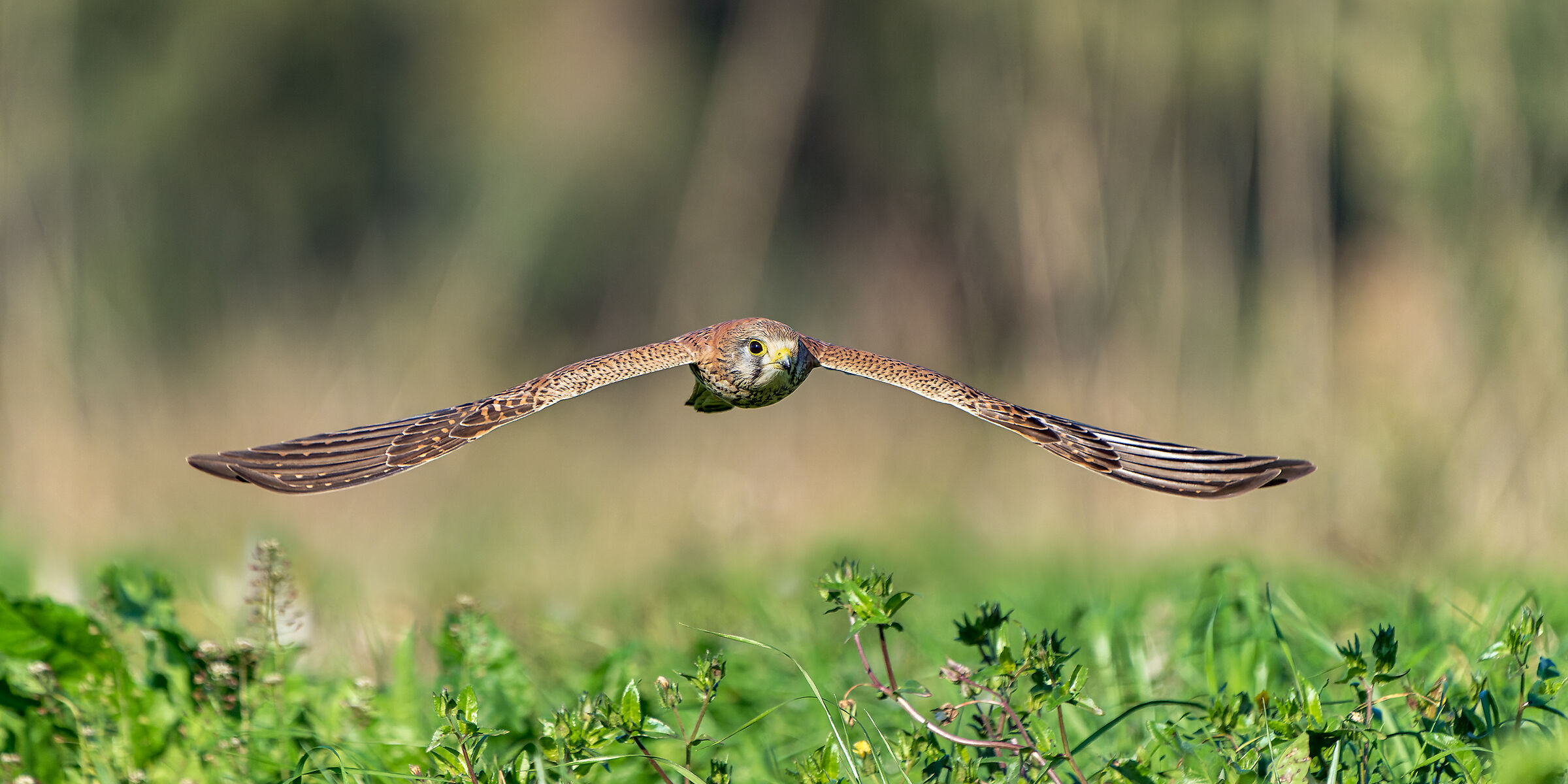 Il signore del prato