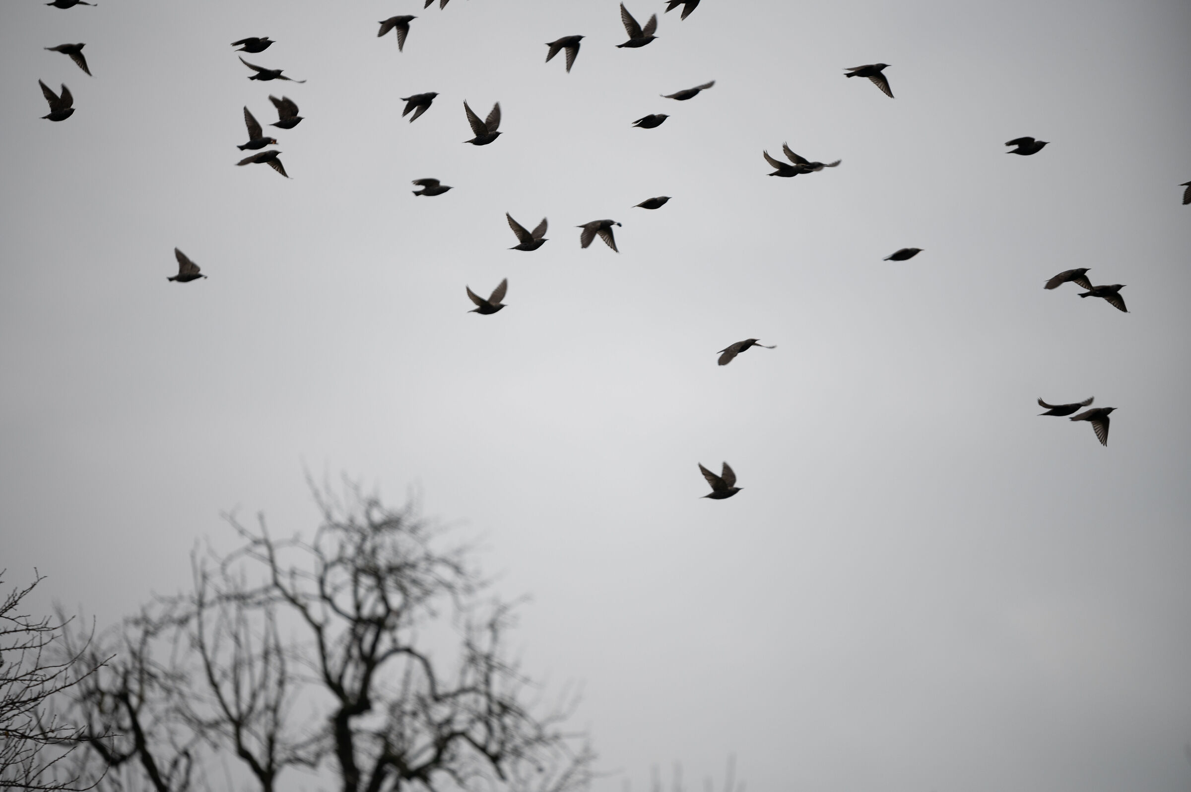 Starlings