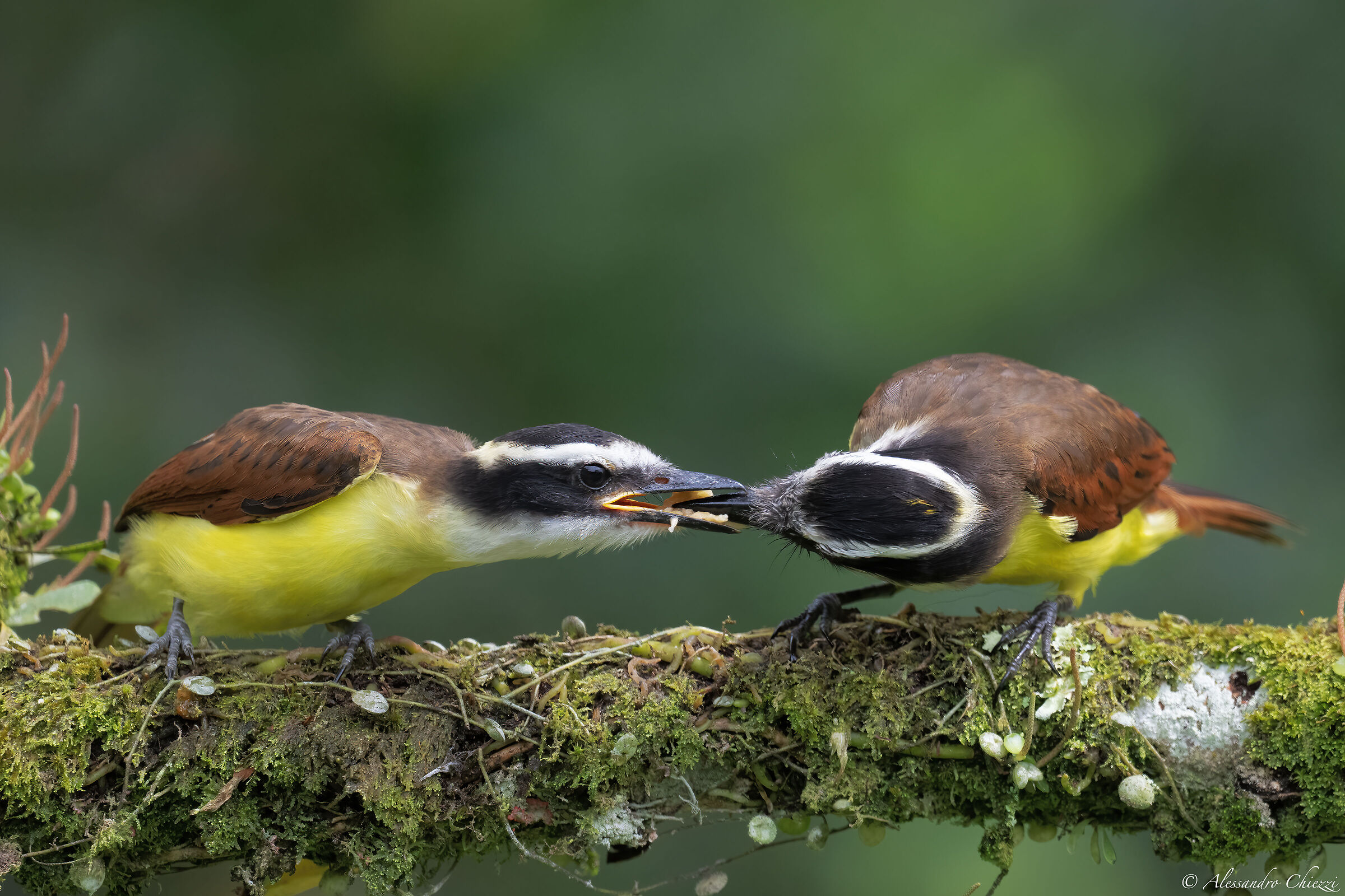 The breakfast of pitanghi