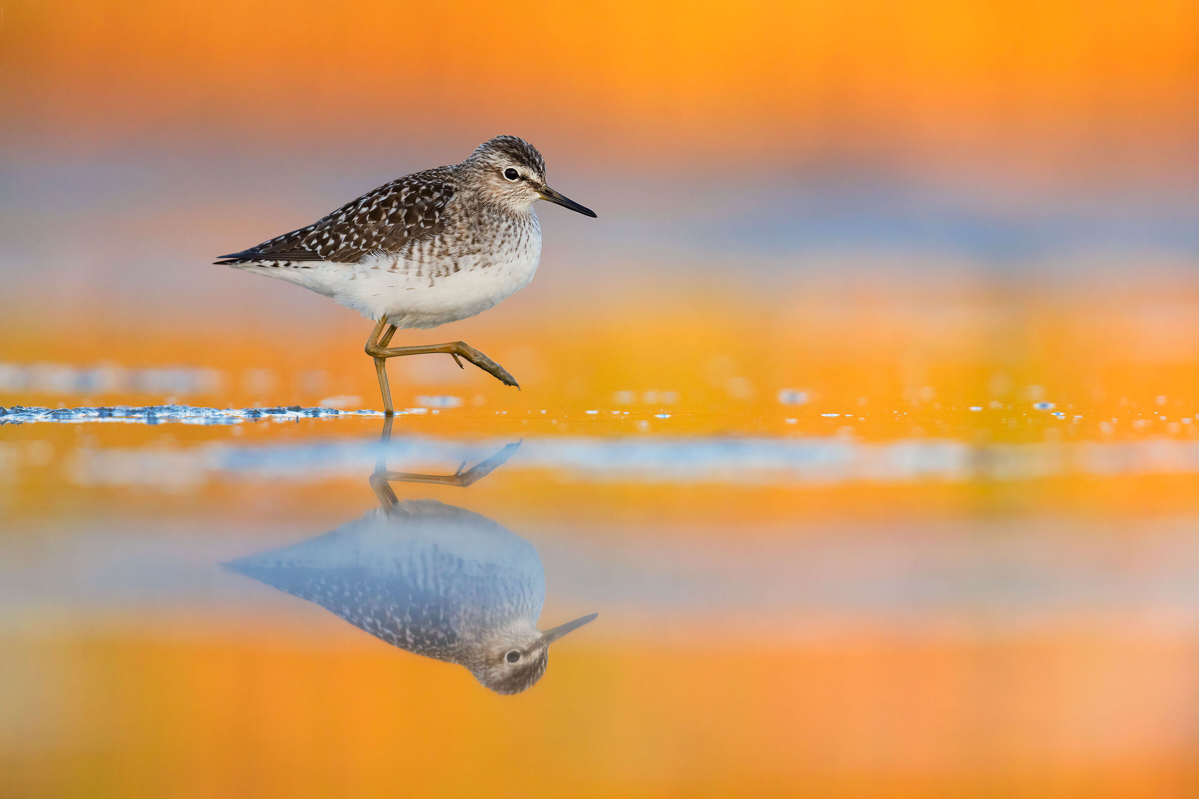 Dawn in the swamp (Piro Piro Boschereccio)