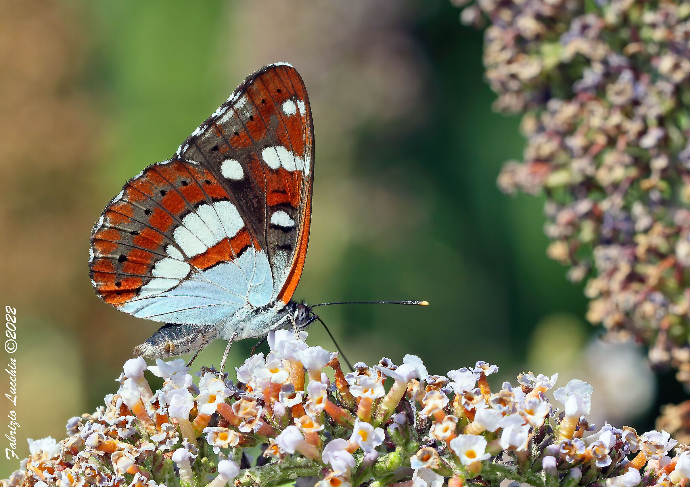 Limenitis reducta (Silvano blue)