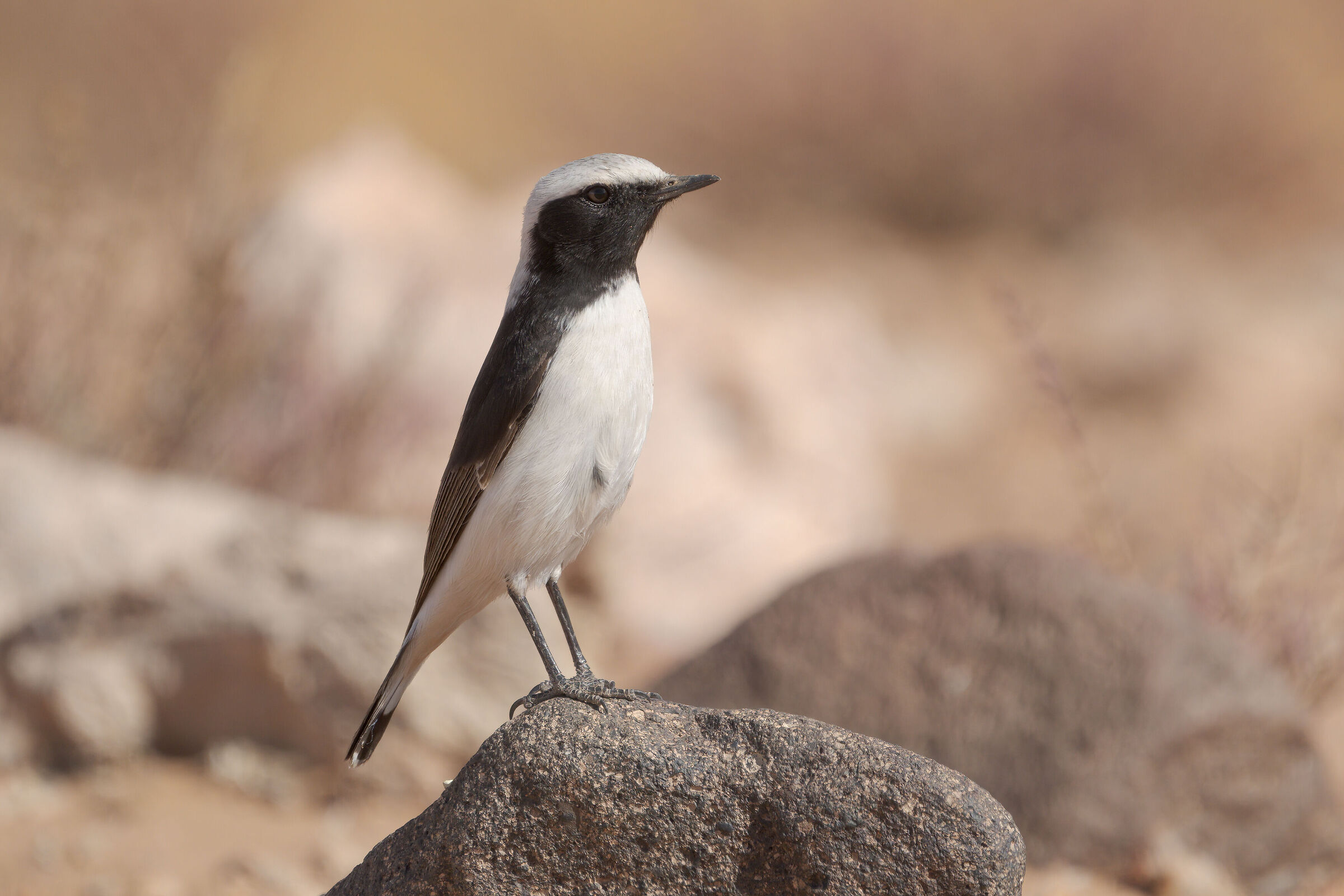 Monachella lamentosa africana (Oenanthe halophila)