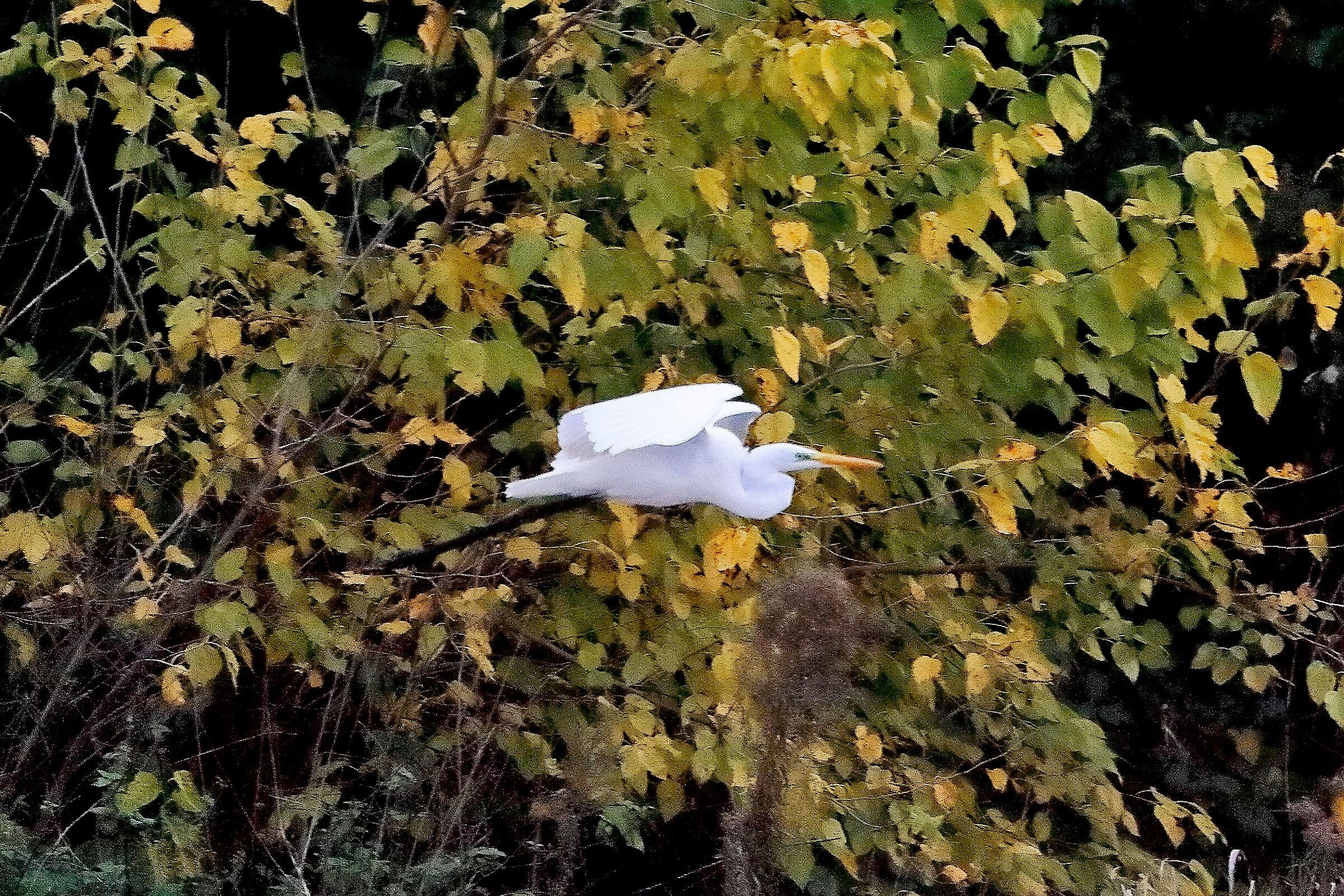 Airone BM 16 novembre 2022