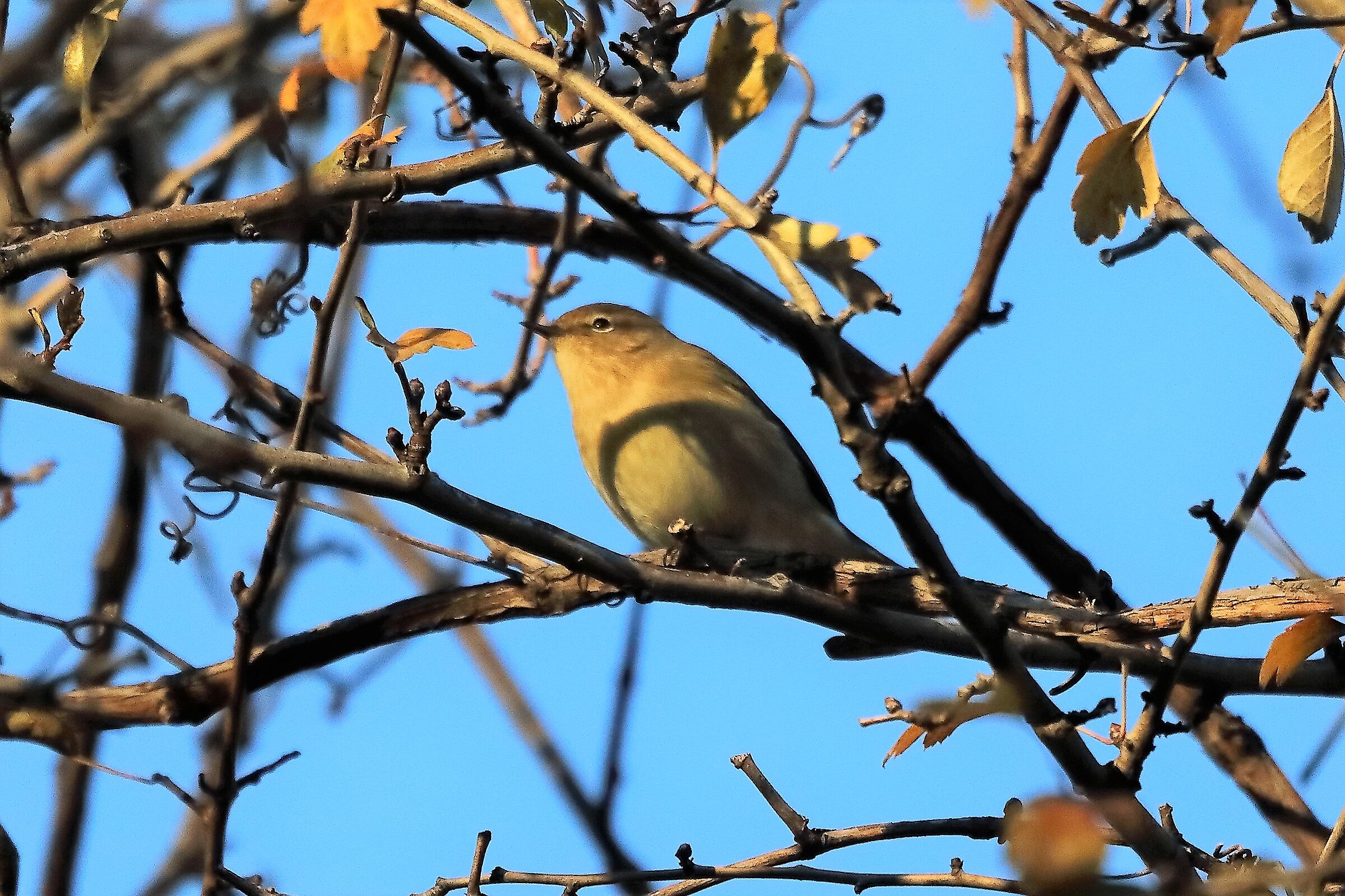 Lui piccolo 06-12-2022