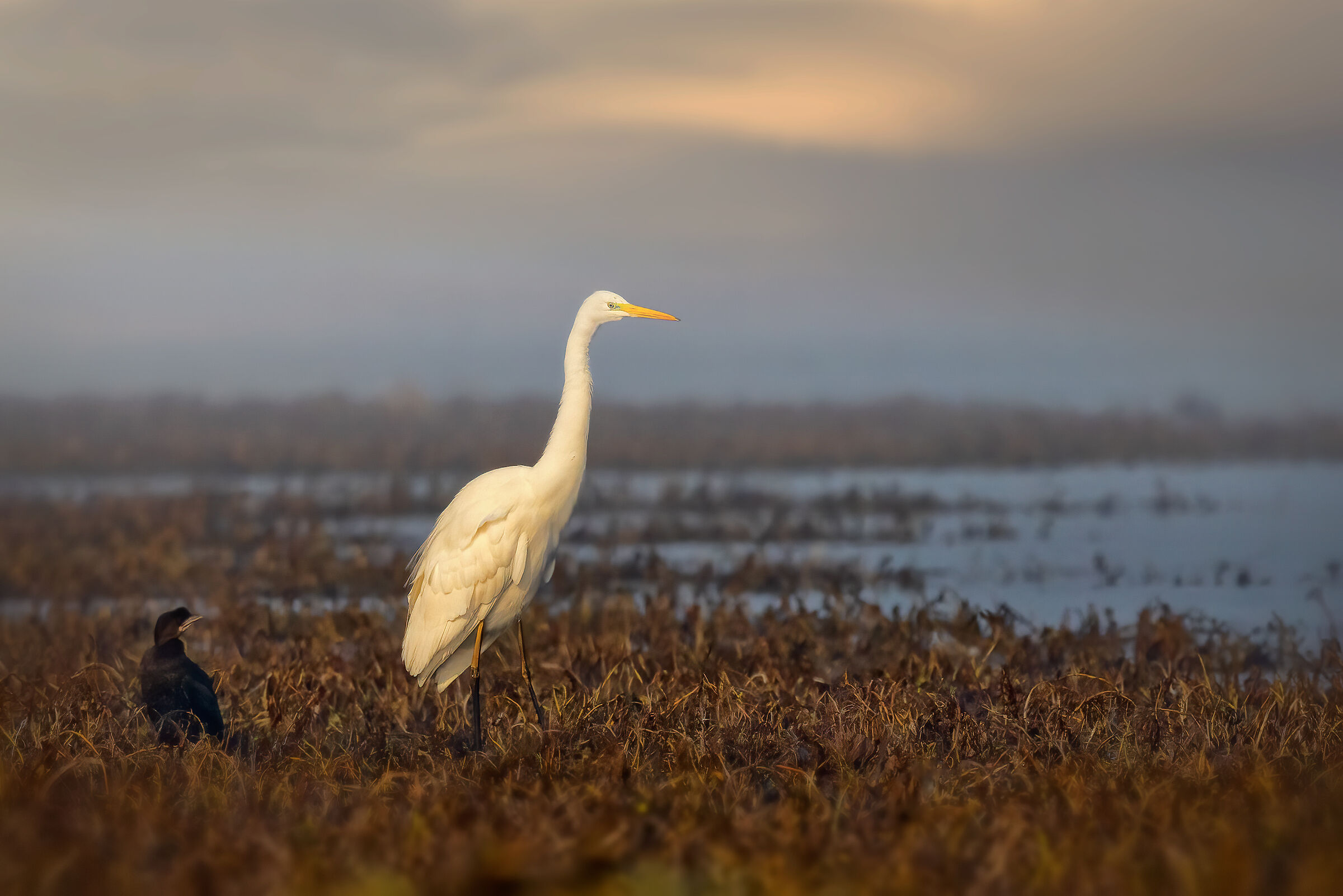 Incontri nel Parco del Mincio (mn)