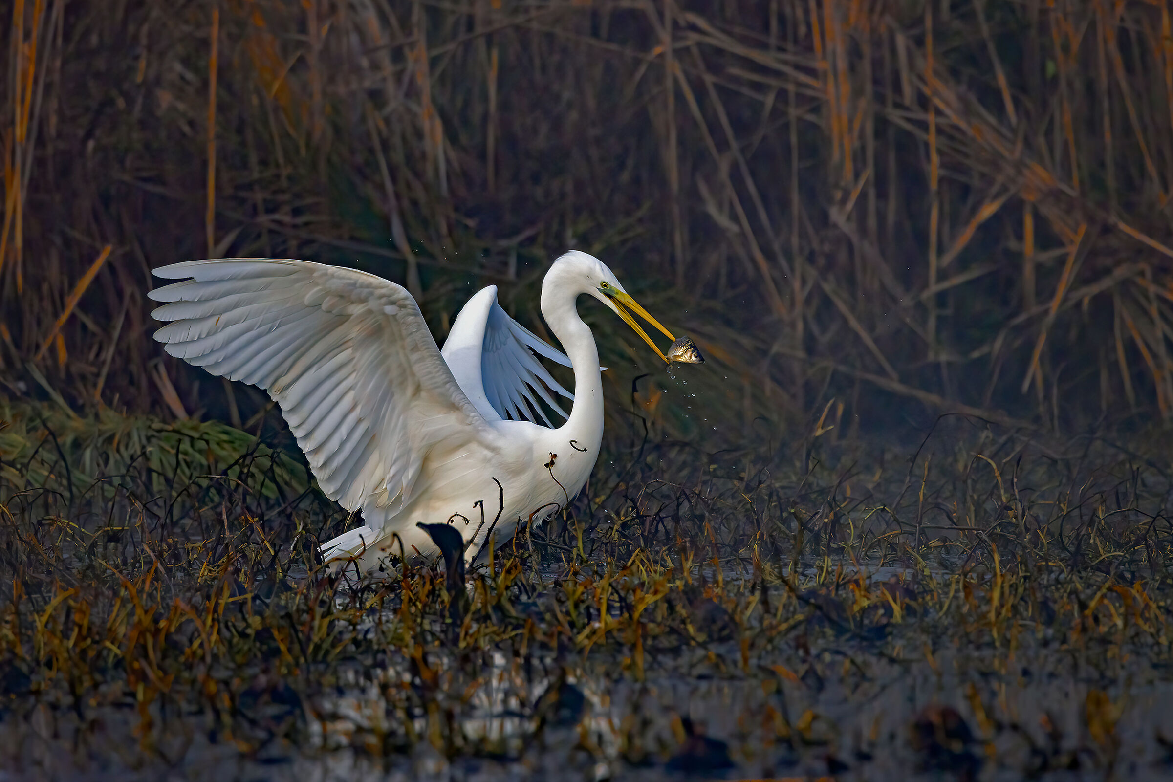 Incontri nel Parco del Mincio (mn)