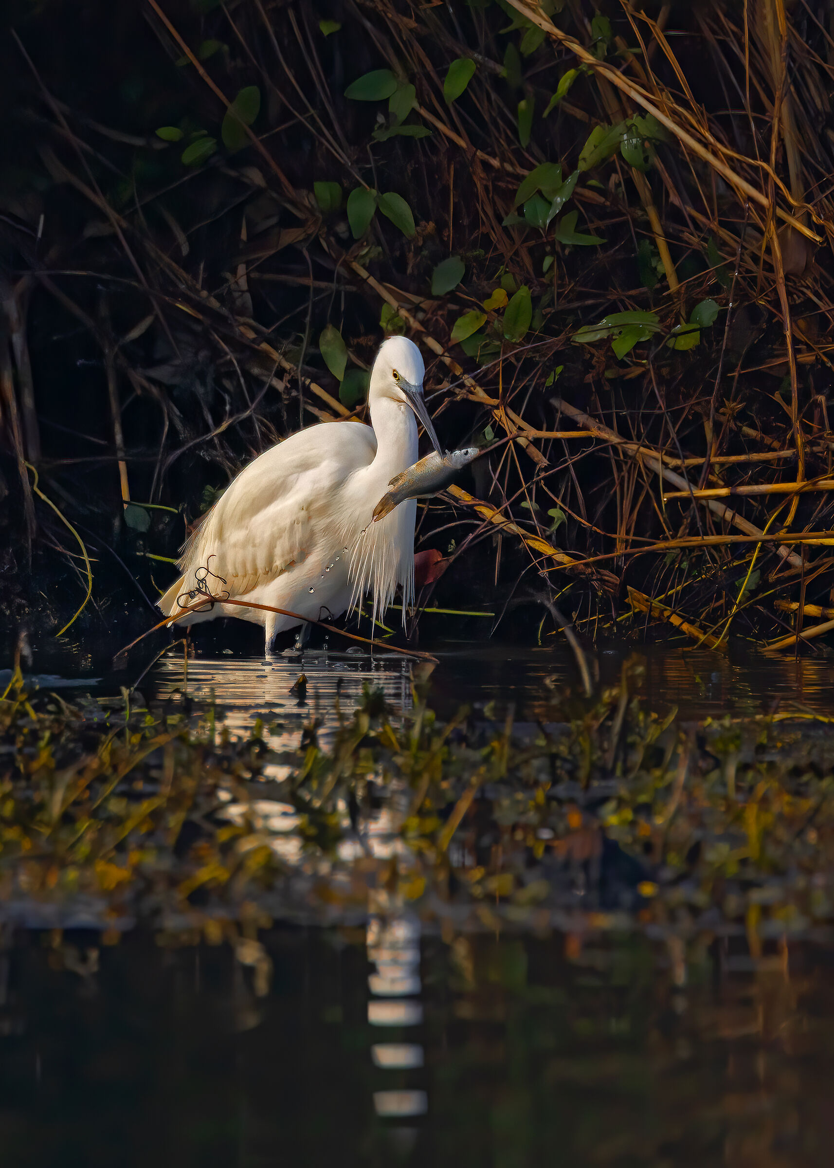 Incontri nel Parco del Mincio (mn)