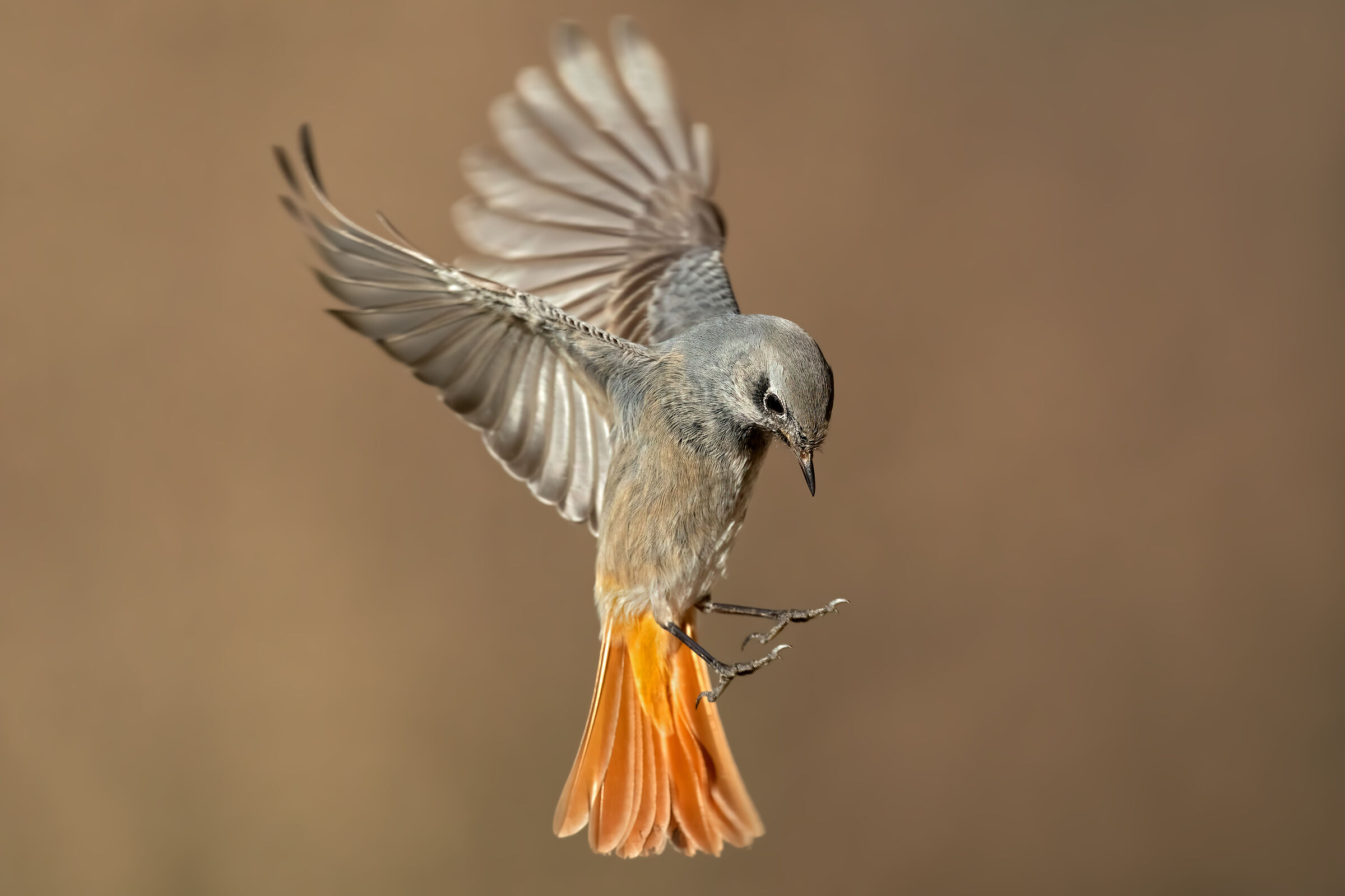 Codirosso spazzacamino (f)