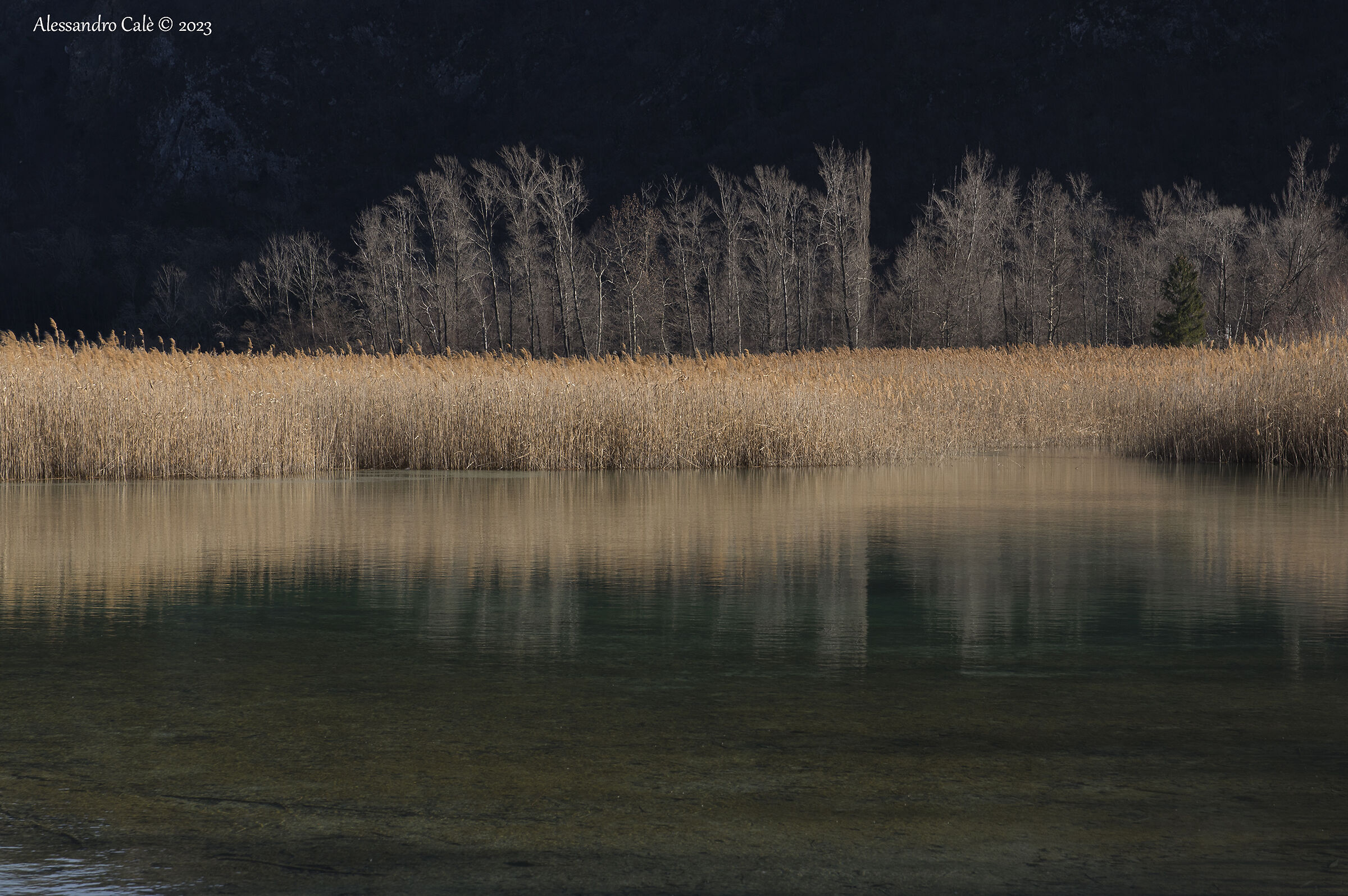 The reeds of the Lake of the three Municipalities 2664