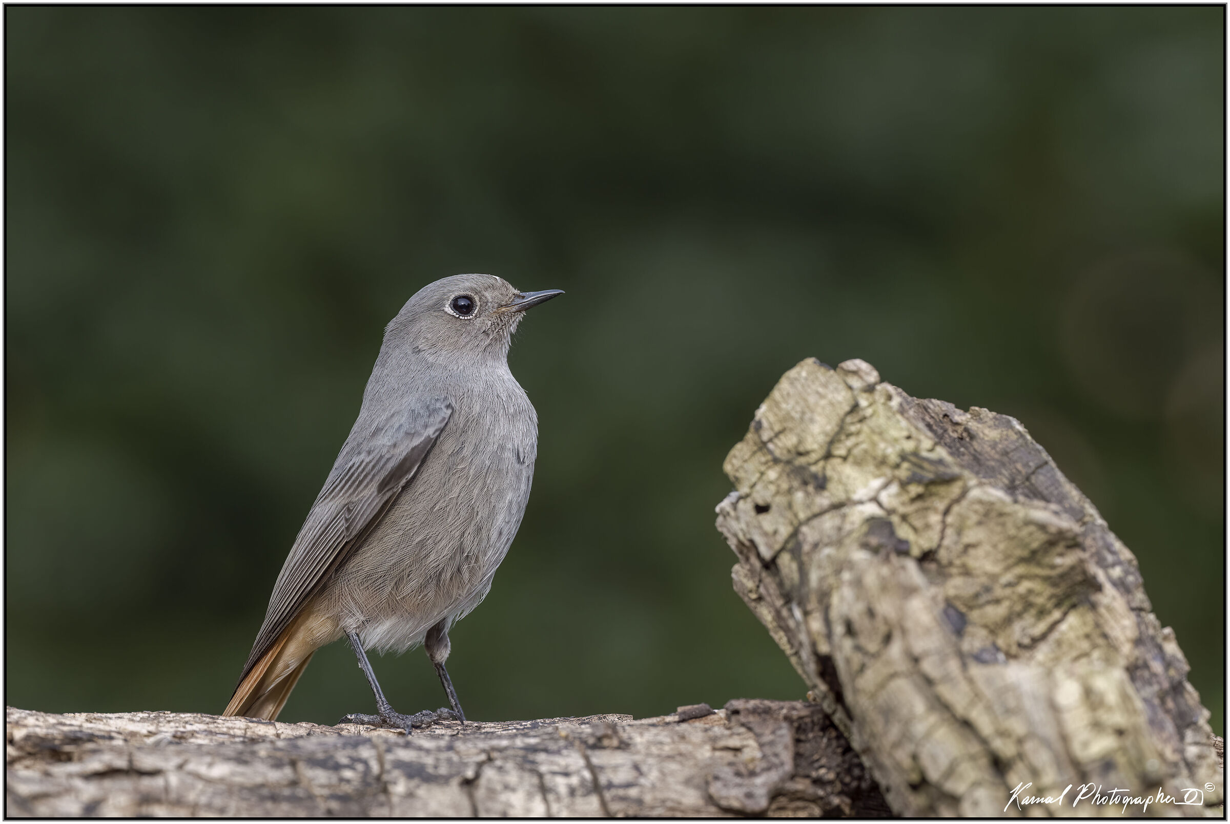Phoenicurus phoenicurus