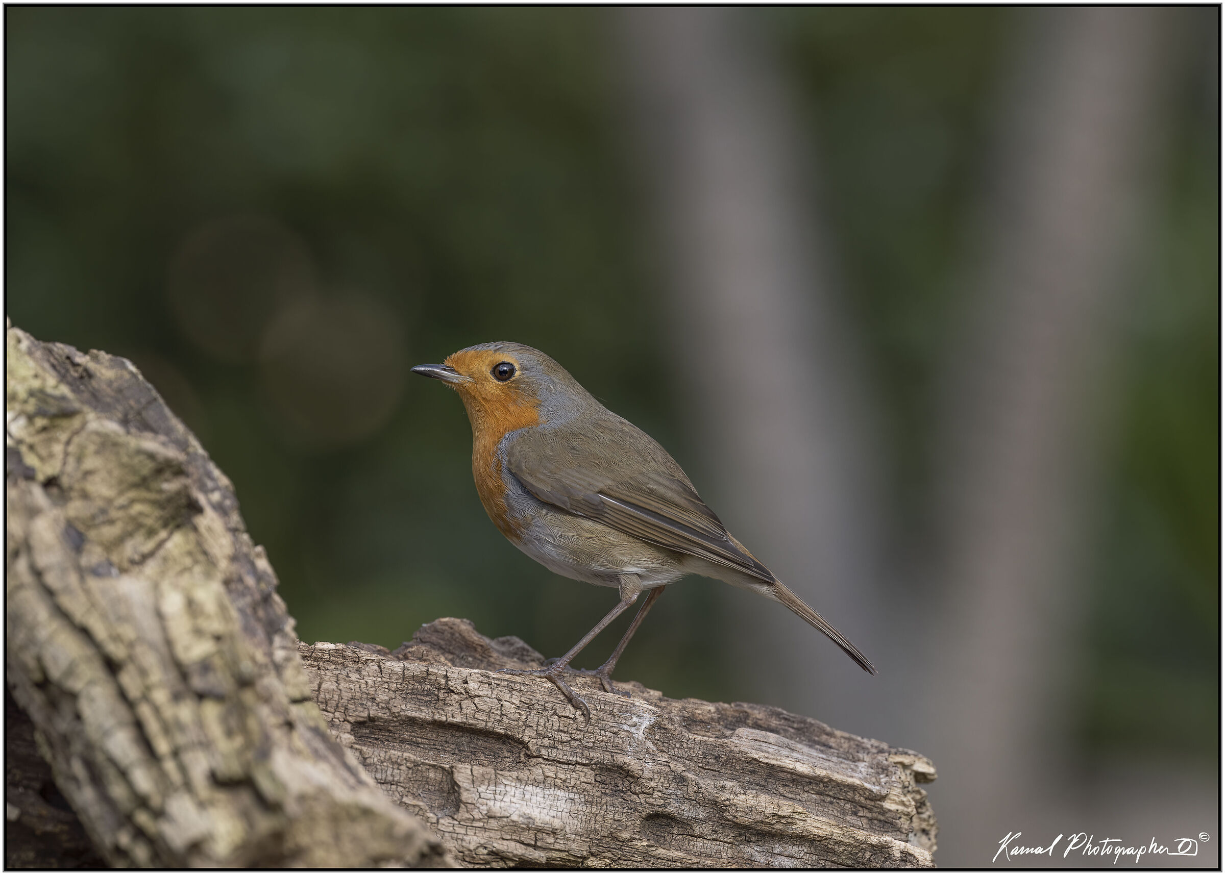 Erithacus rubecula