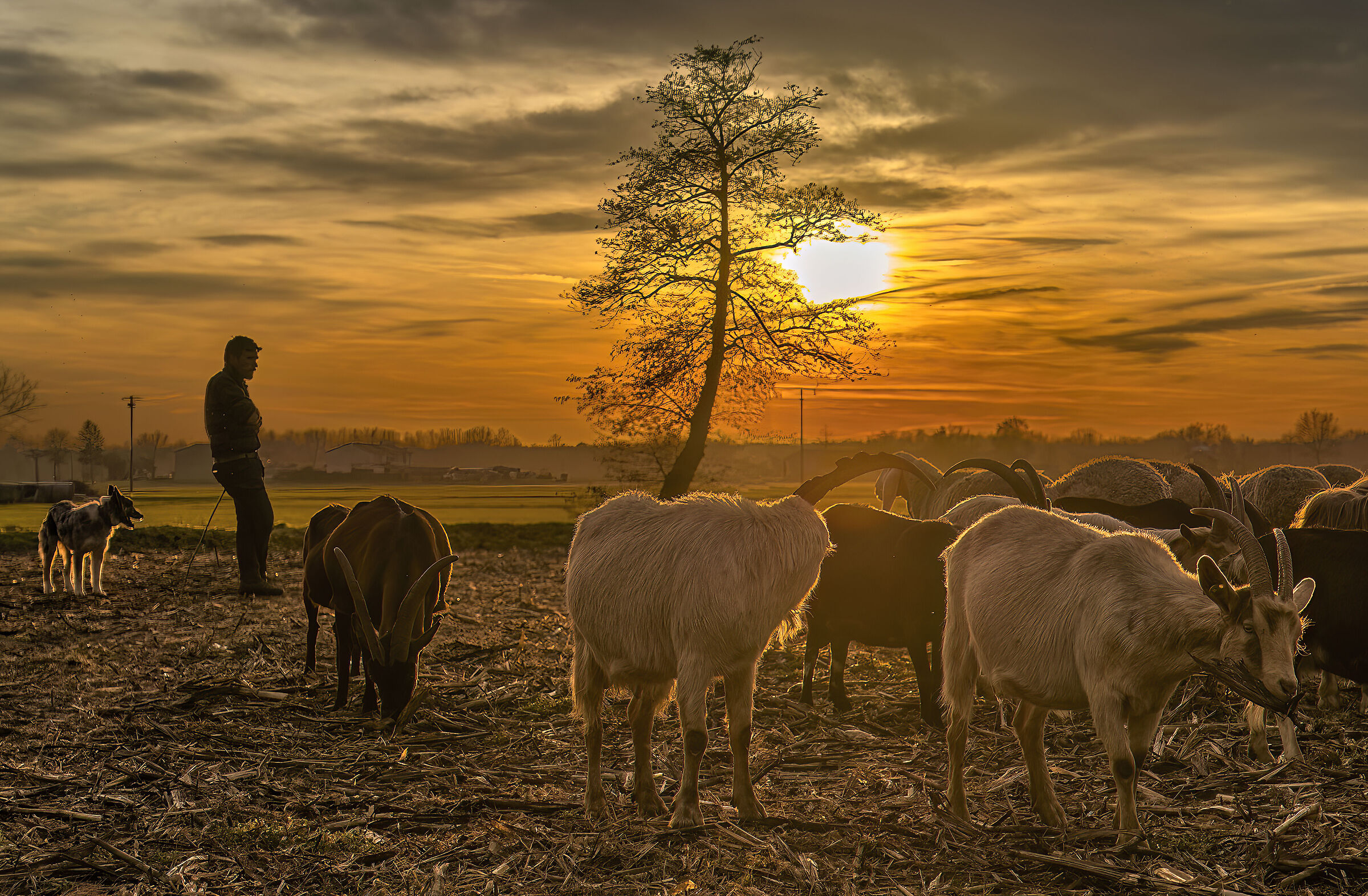 Shepherd at Sunset