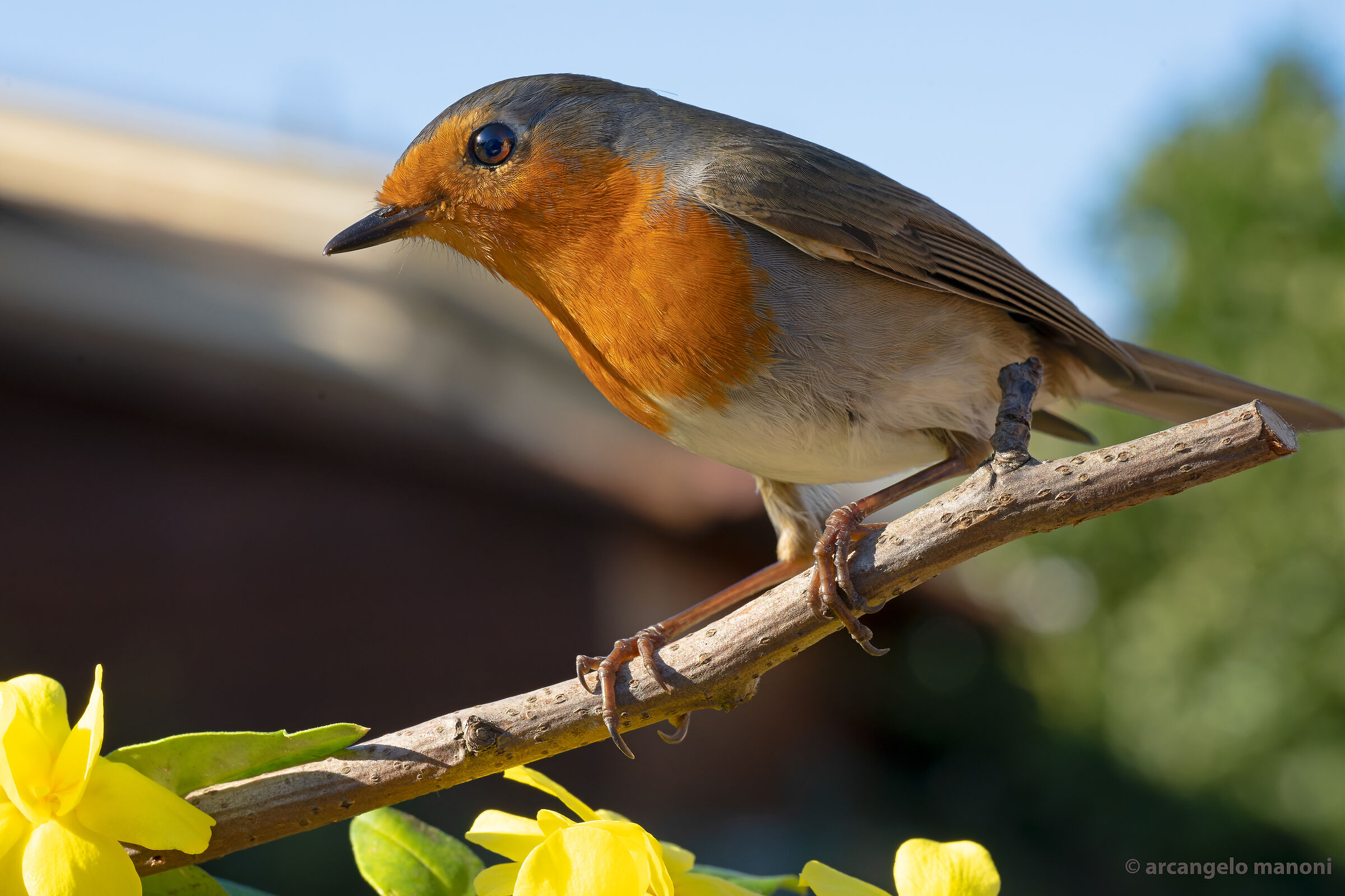The robin under the house