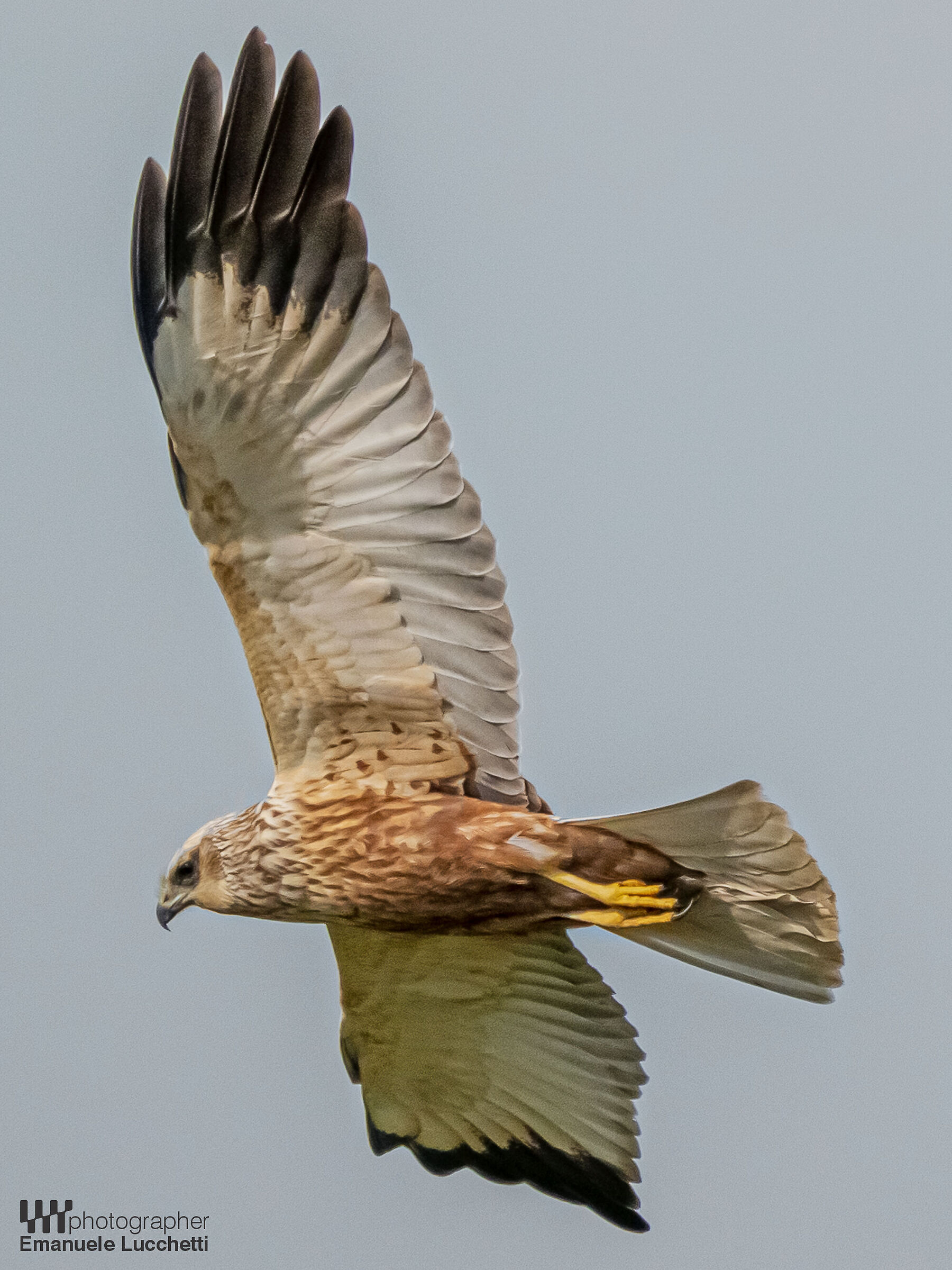 Falco di palude (male)