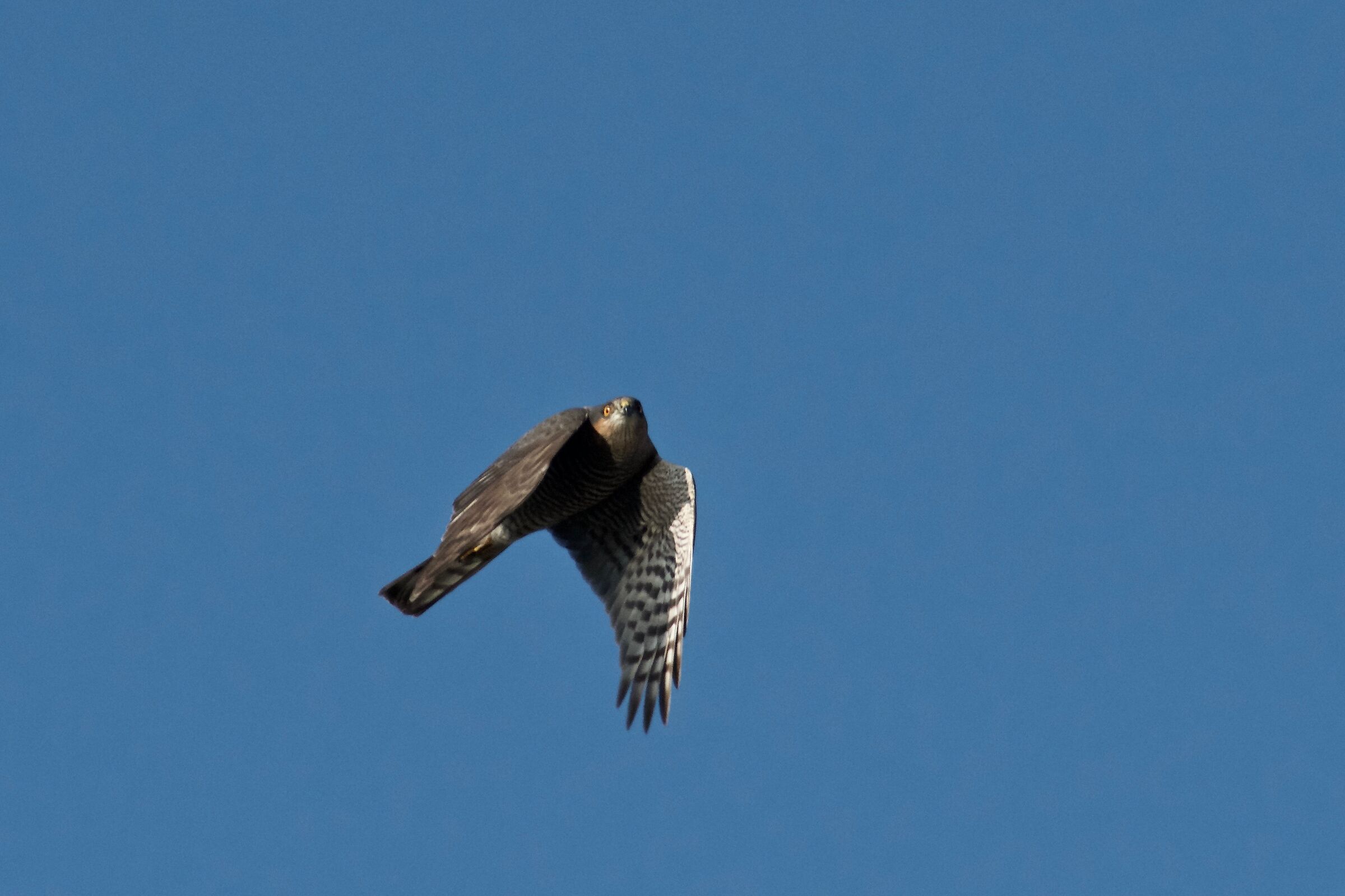 Sparrowhawk