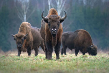 Bison bonasus