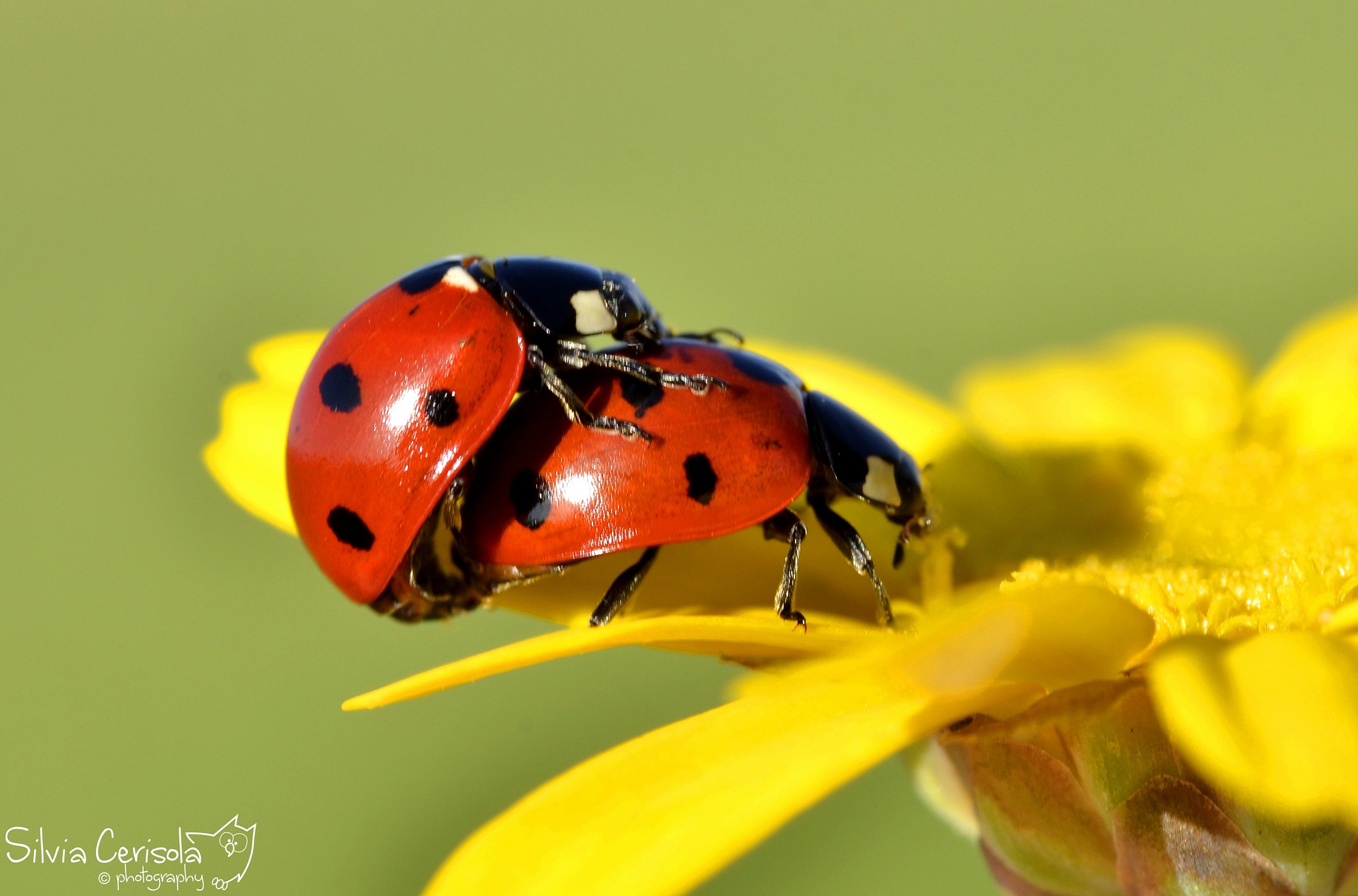 Spring in the air :)