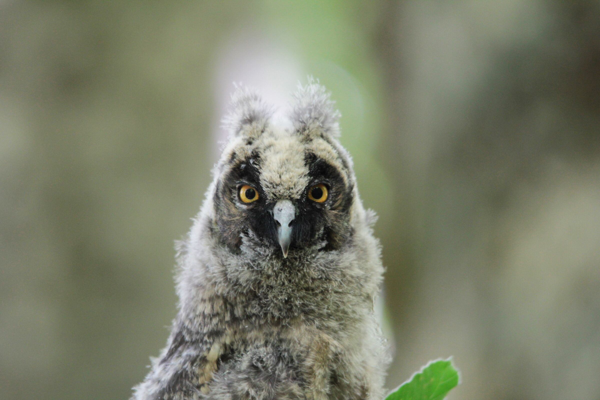 Pullo di gufo