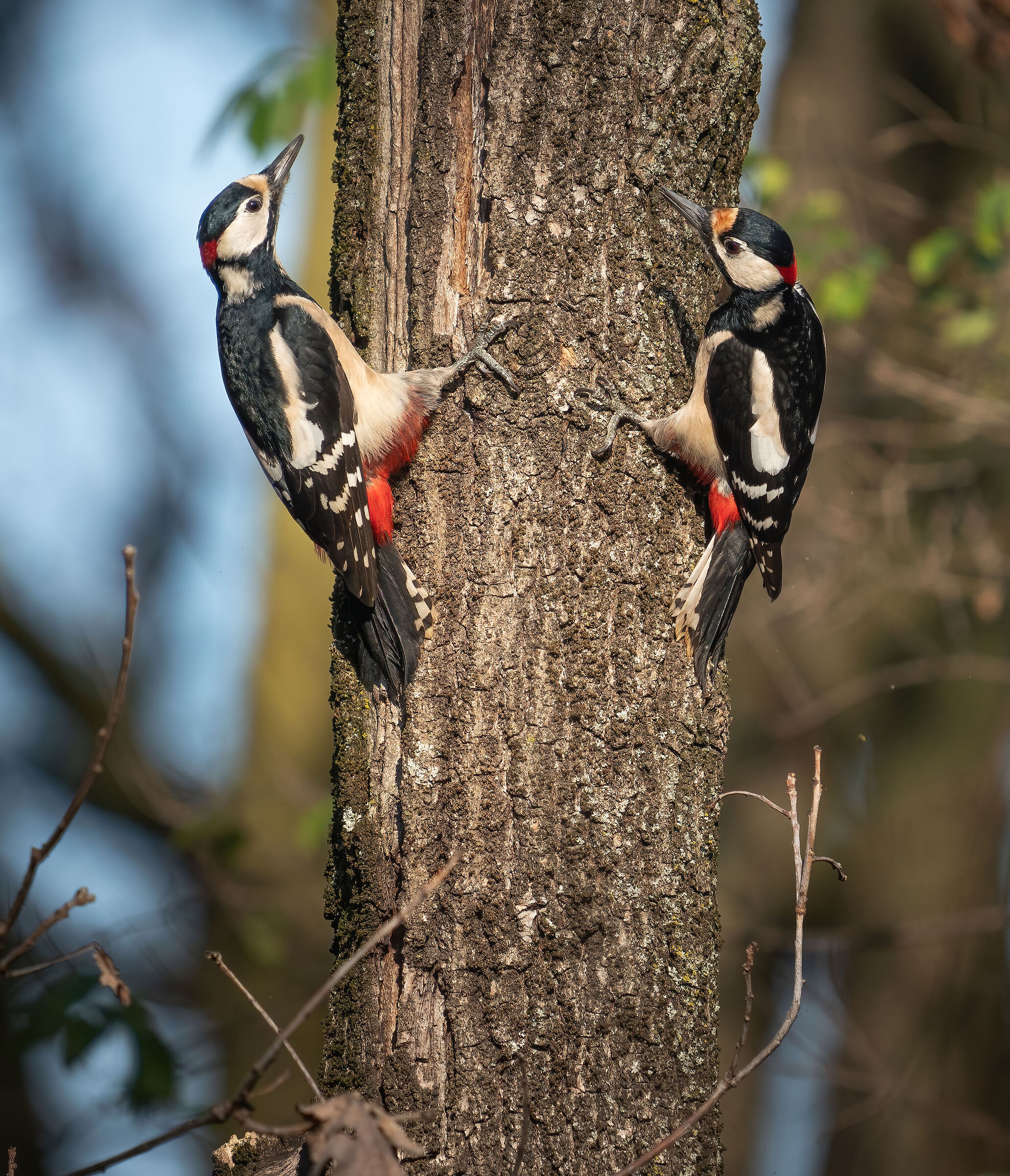 Bickering between males -greater spotted woodpecker