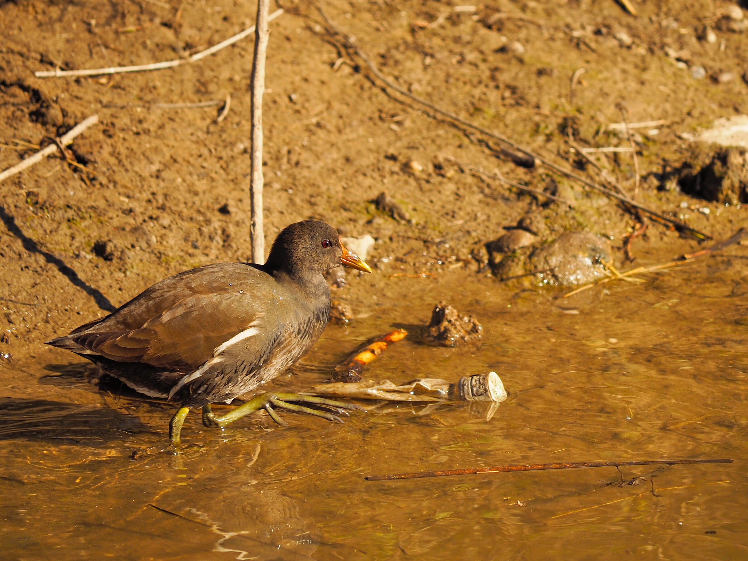 Gallinella d'acqua.