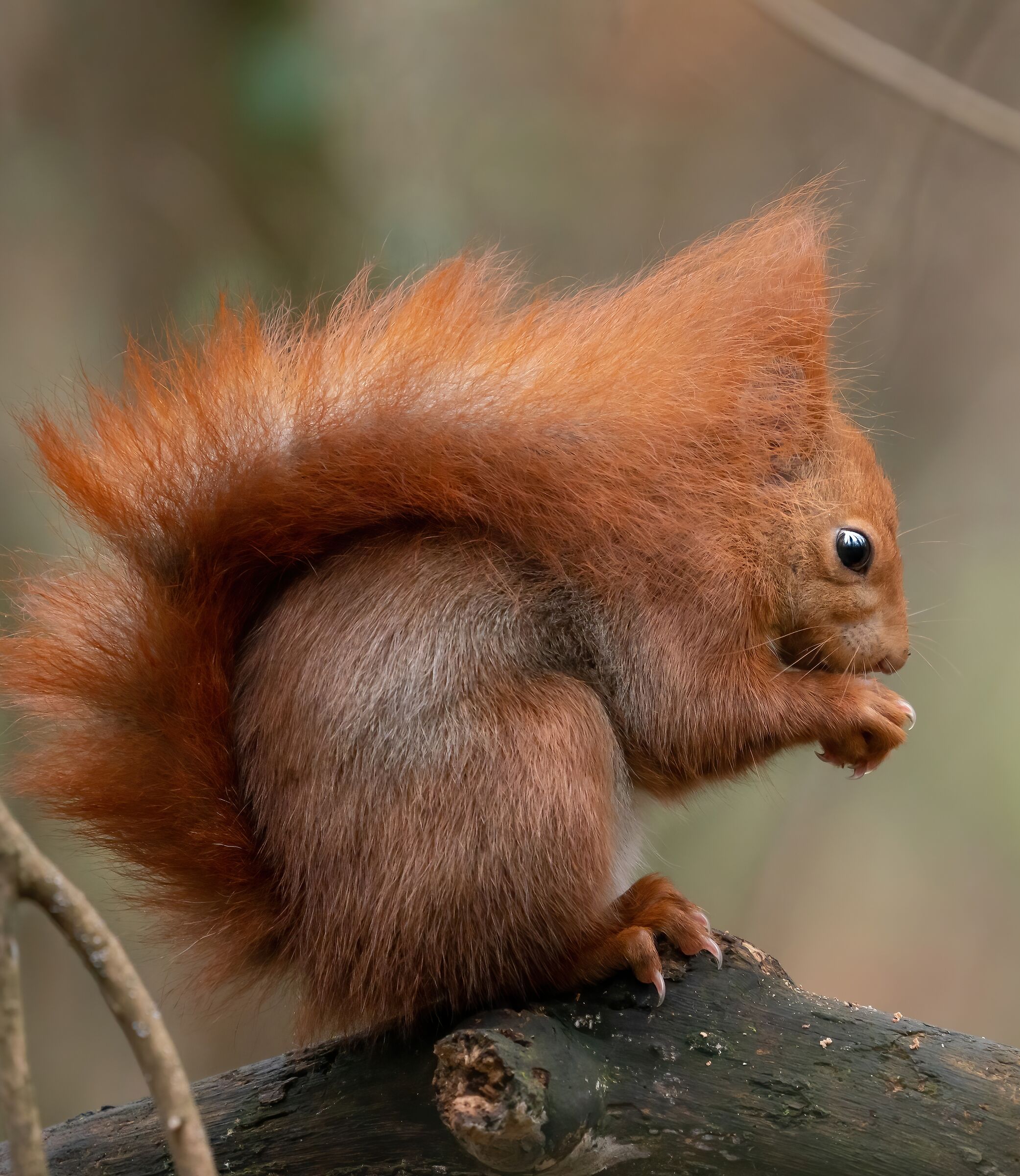Goblins.. Red squirrel